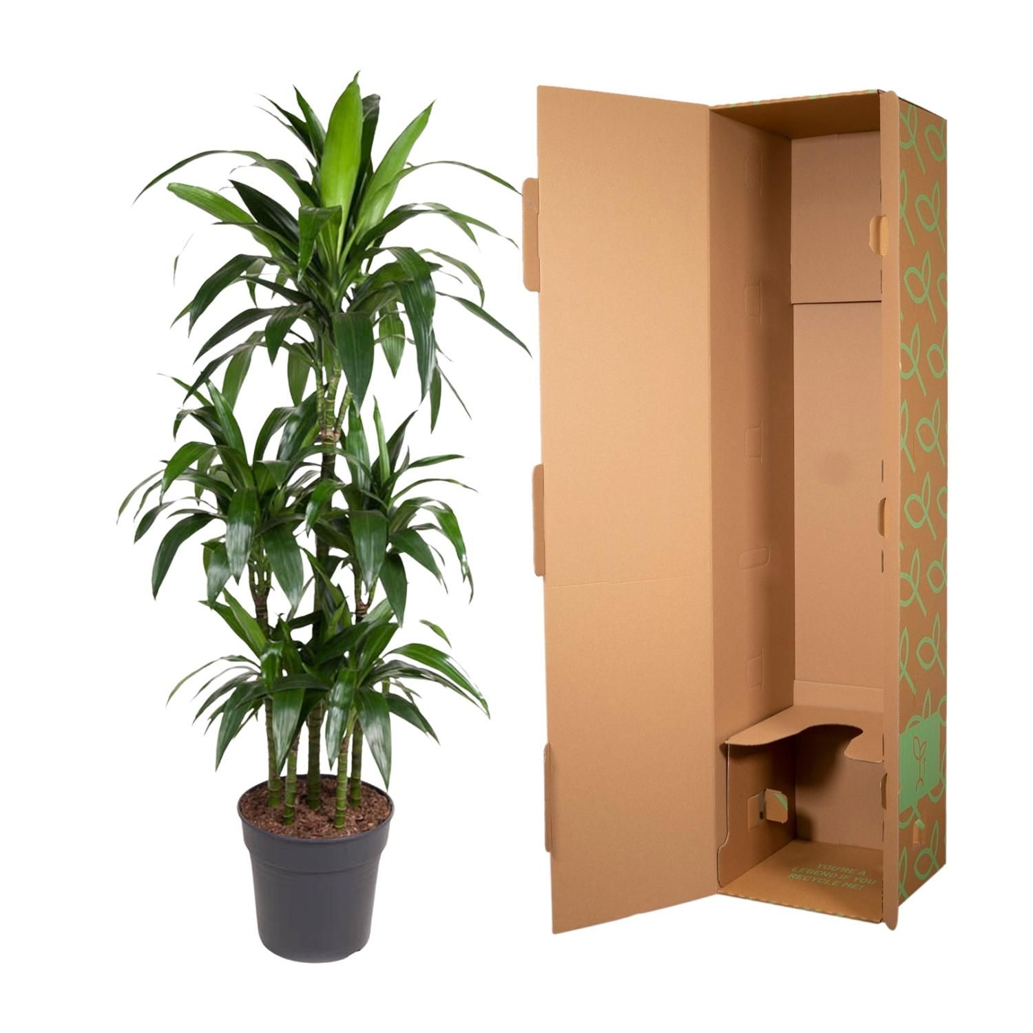 Dracaena Janet Craig Carrousel Zimmerpflanze