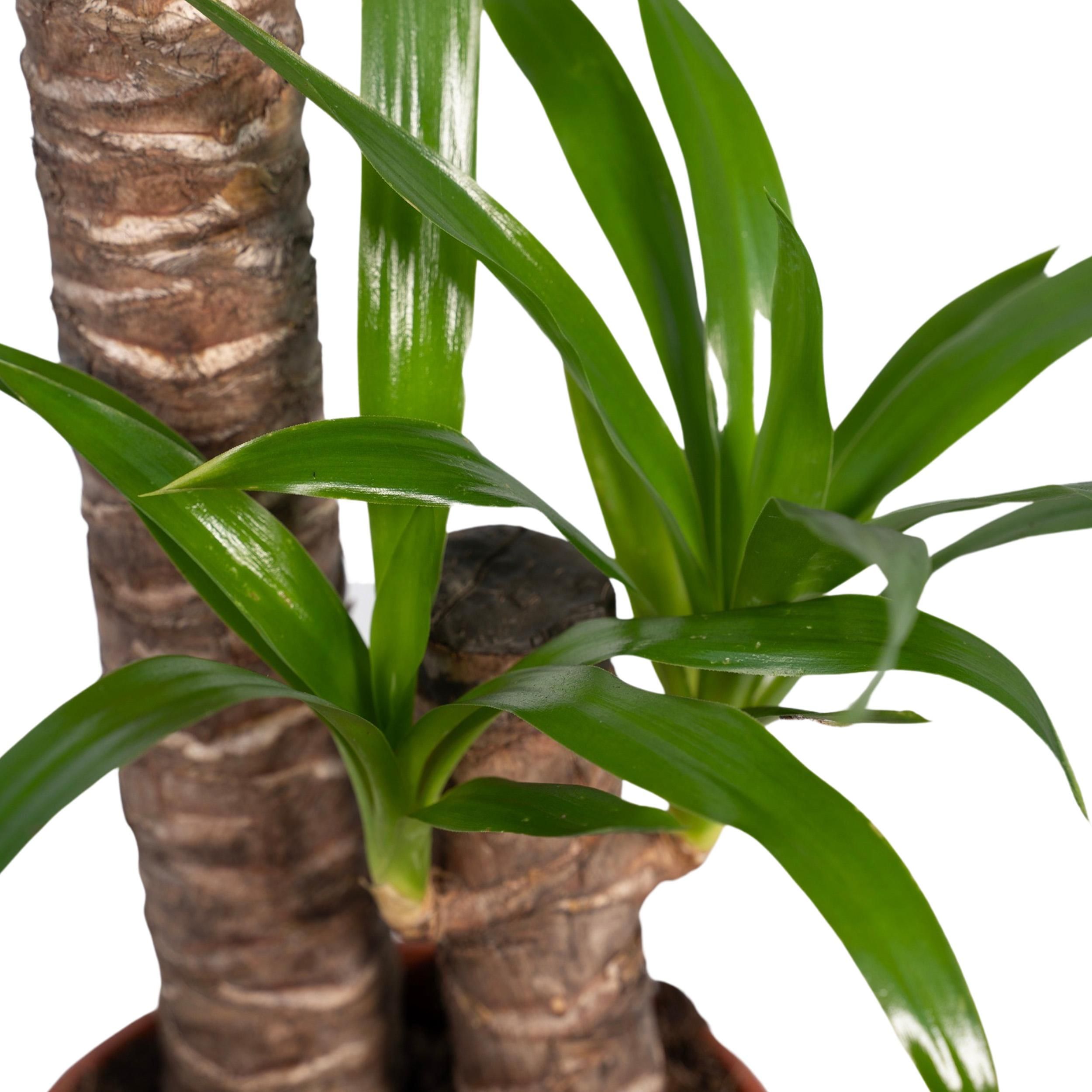 Yucca Elephantipes Zimmerpflanze