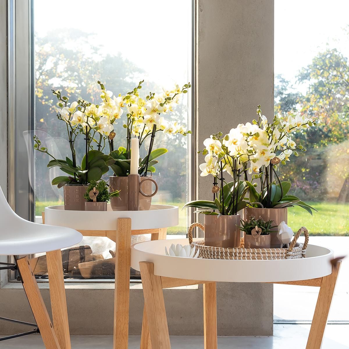 Weiße Phalaenopsis Orchidee Lausanne