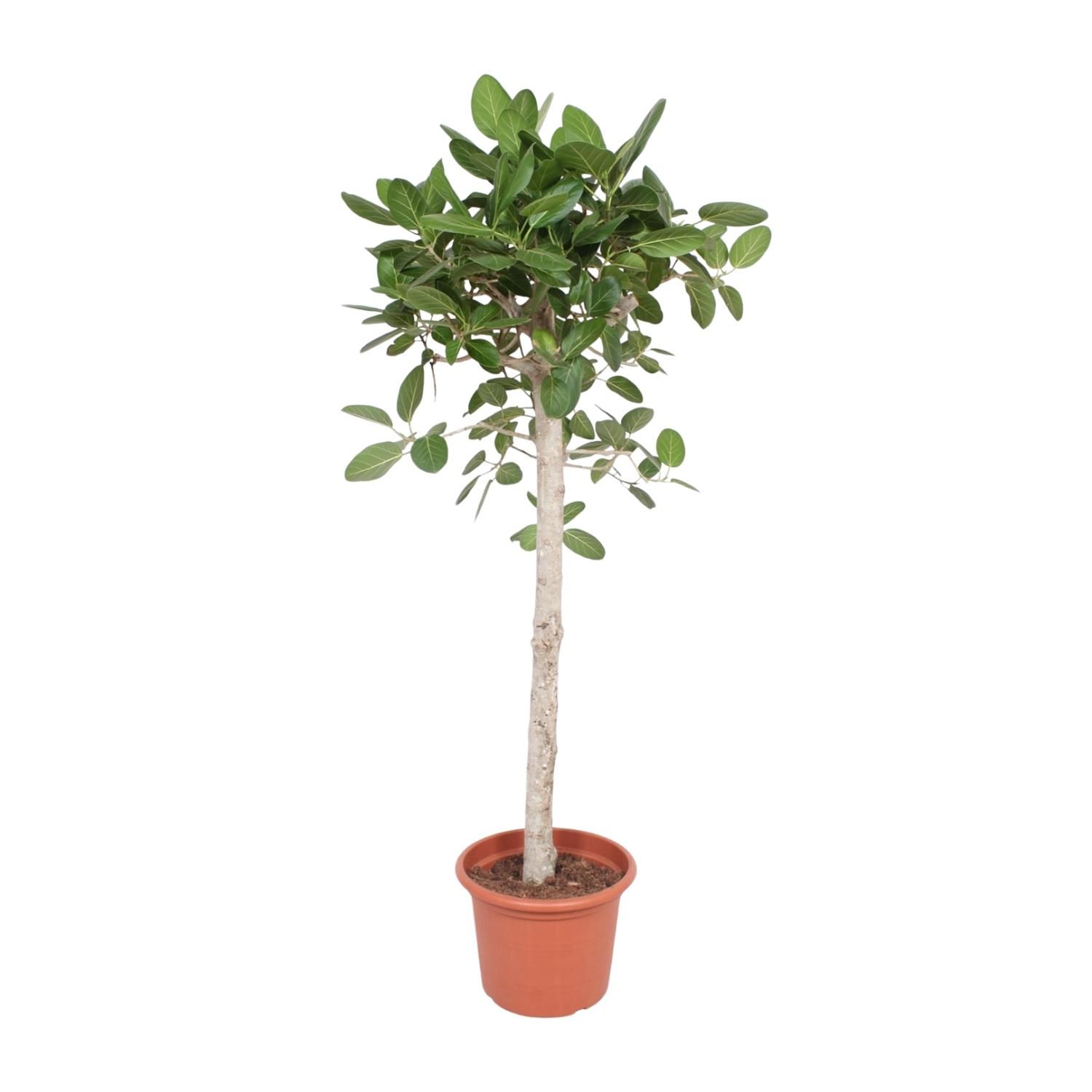 Ficus Benghalensis Zimmerpflanze