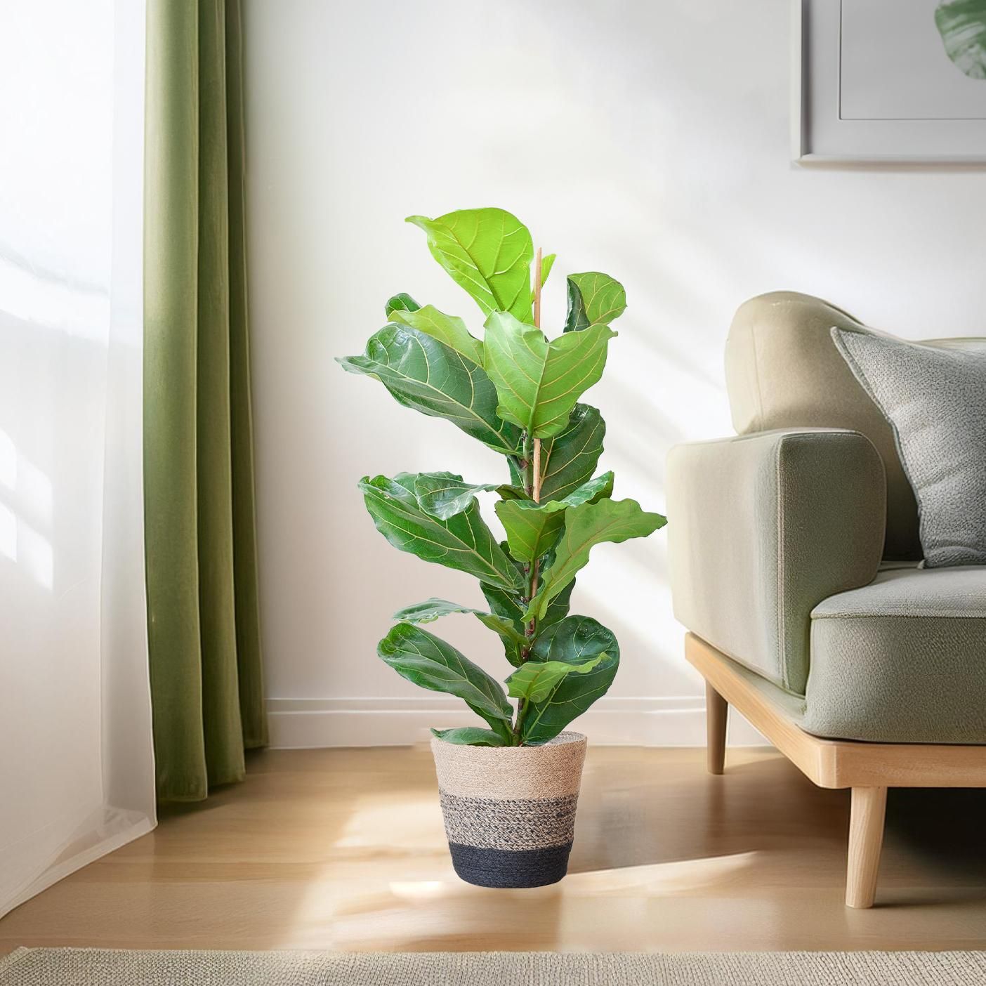 Ficus Lyrata im Korb – 80cm hoch – mit schwarzem Korb Ø21