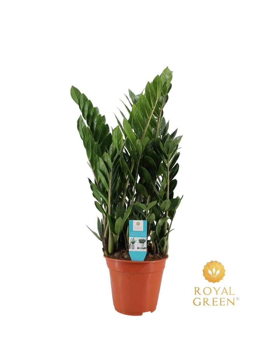 Zamioculcas Zimmerpflanze in Topf