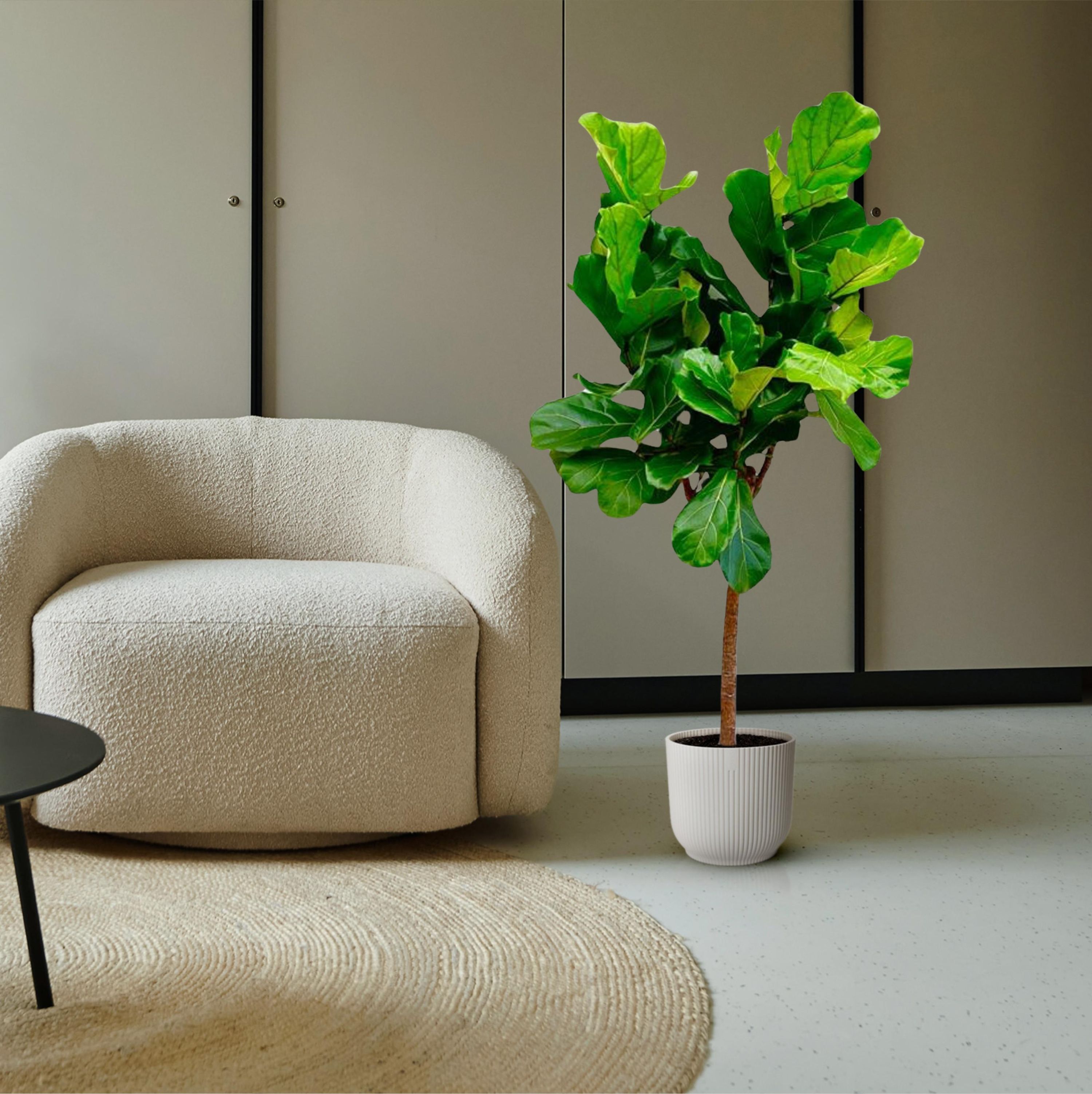 Eleganter Ficus Lyrata Zimmerpflanze mit großem Stamm