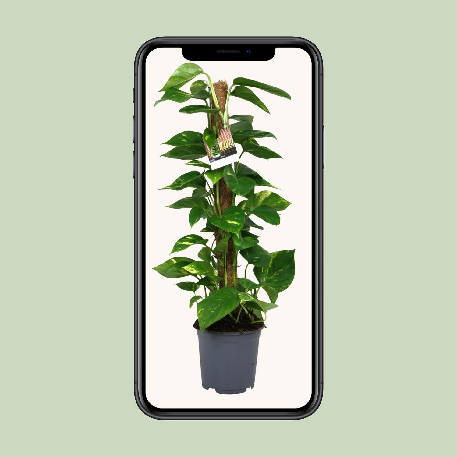 Scindapsus Epipremnum Zimmerpflanze in Topf