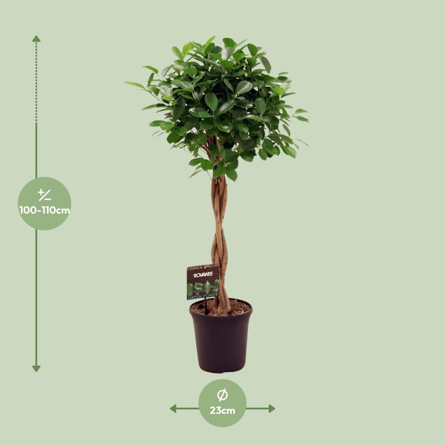 Ficus Moclame - Eleganter Zimmerbaum mit üppigem Grün