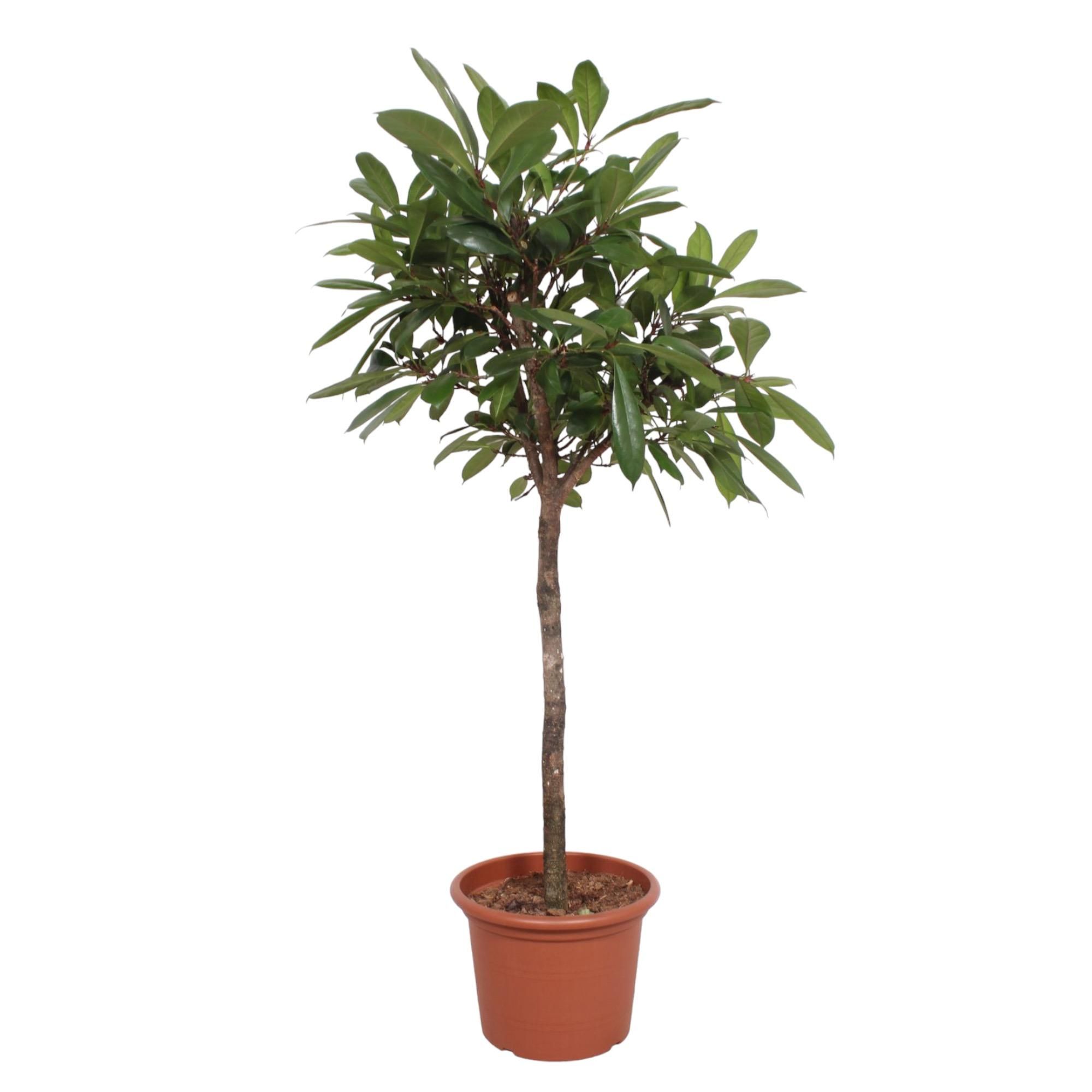 Ficus Cyathistipula Zimmerpflanze