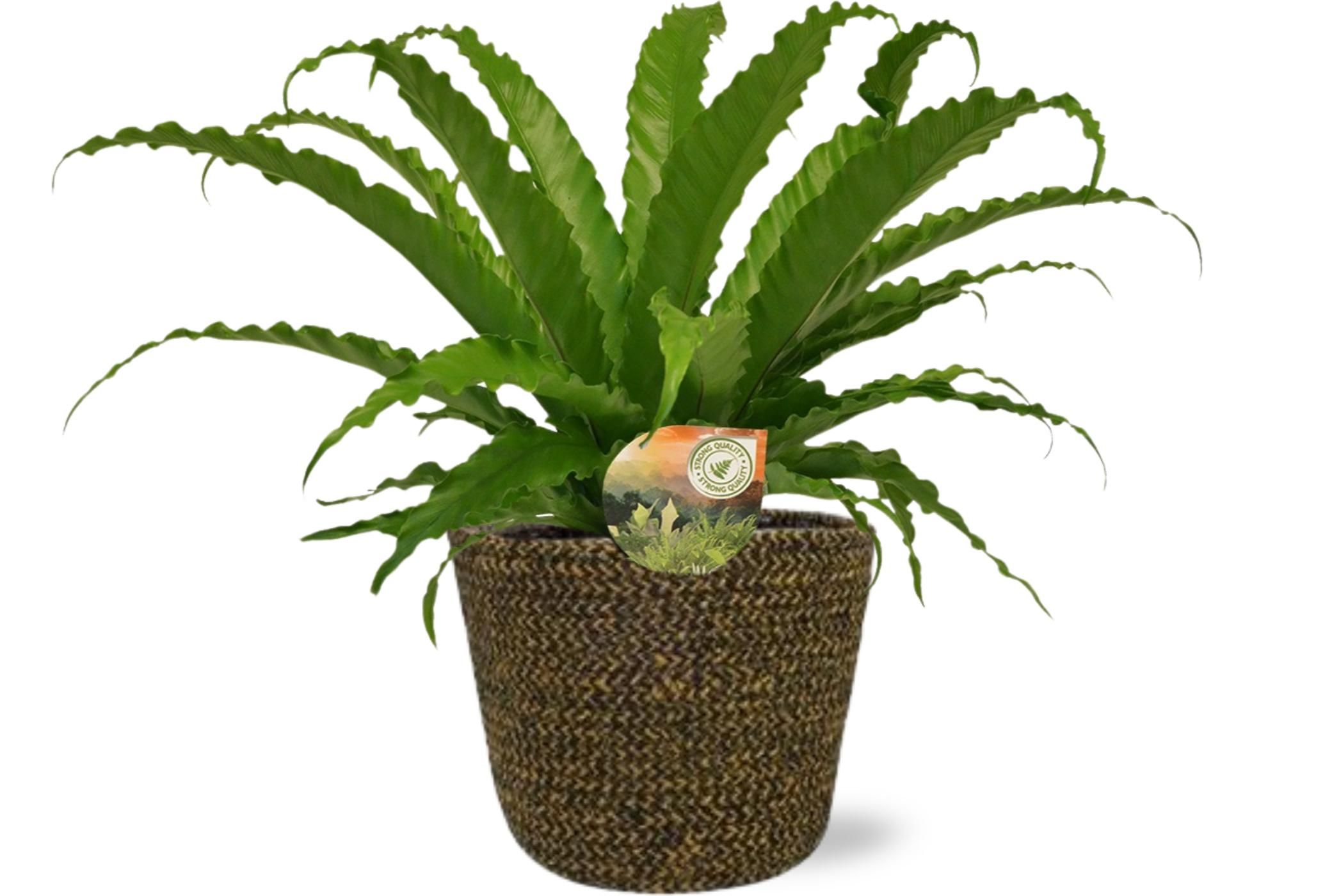 Nestfarn Asplenium Osaka – Inklusive Selin Topf Schwarz