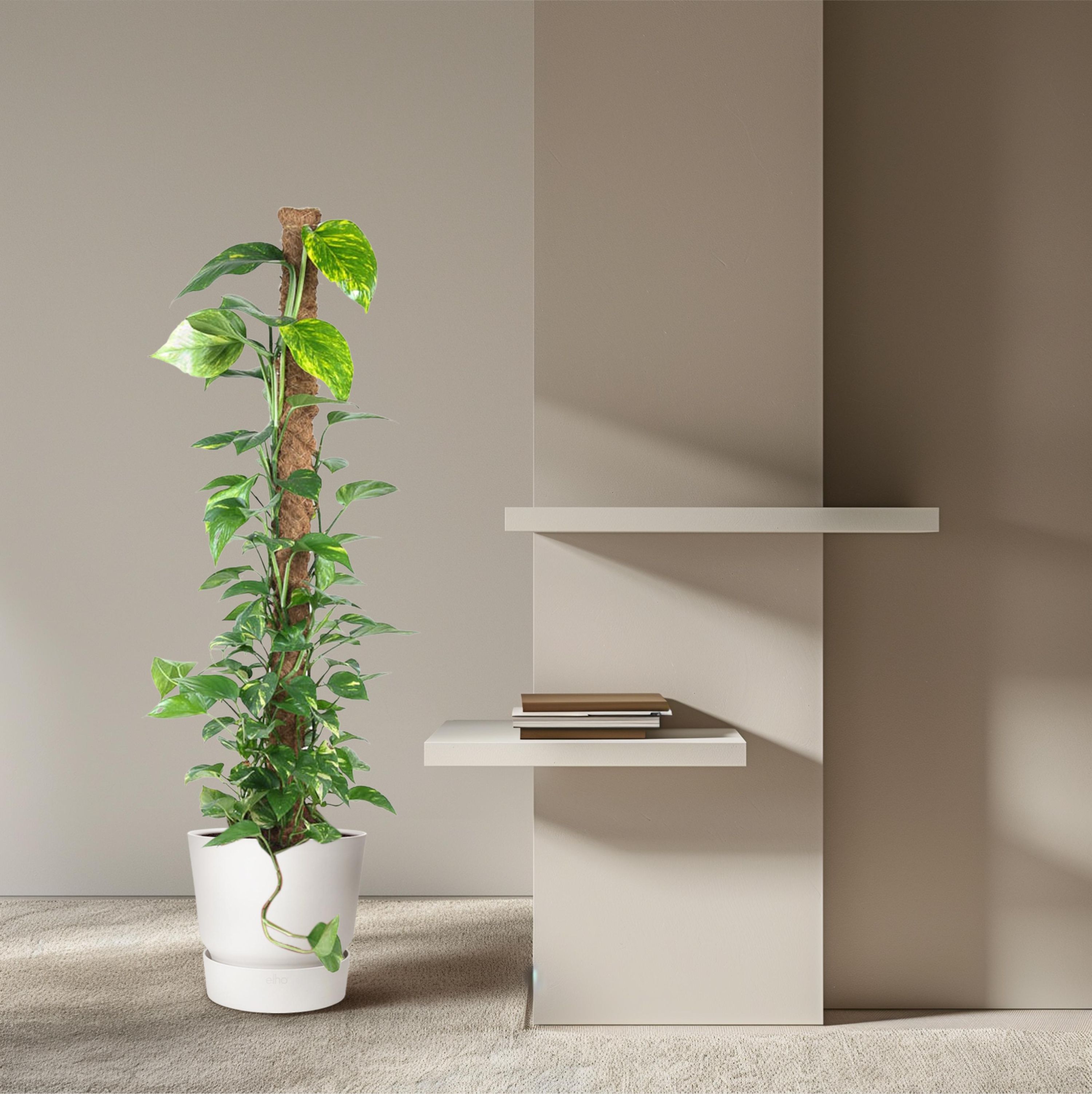 Epipremnum Pinnatum Silber-Efeutute mit Moosstab
