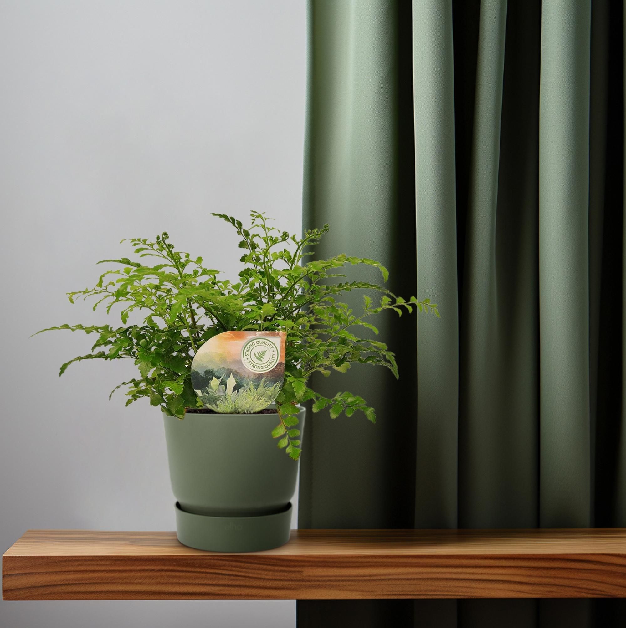Eleganter Rippenfarn Asplenium Parvati