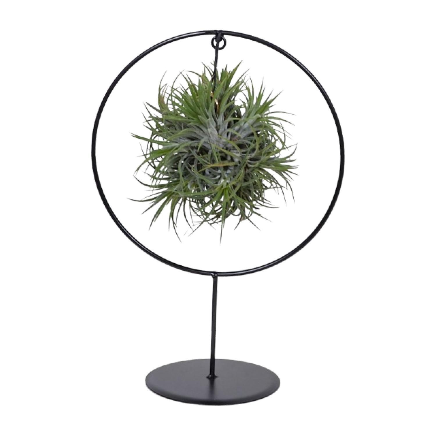 Tillandsia Ring Mix Luftpflanze