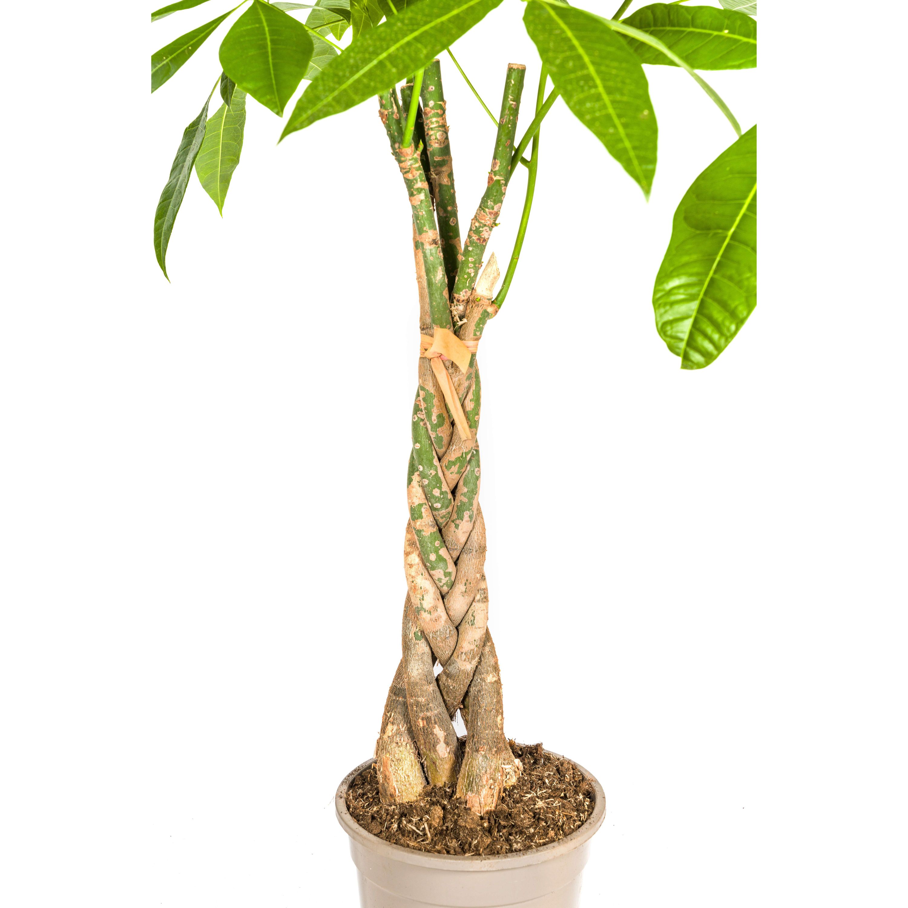 Pachira Aquatica | Ø21cm | 90 - 110cm Höhe