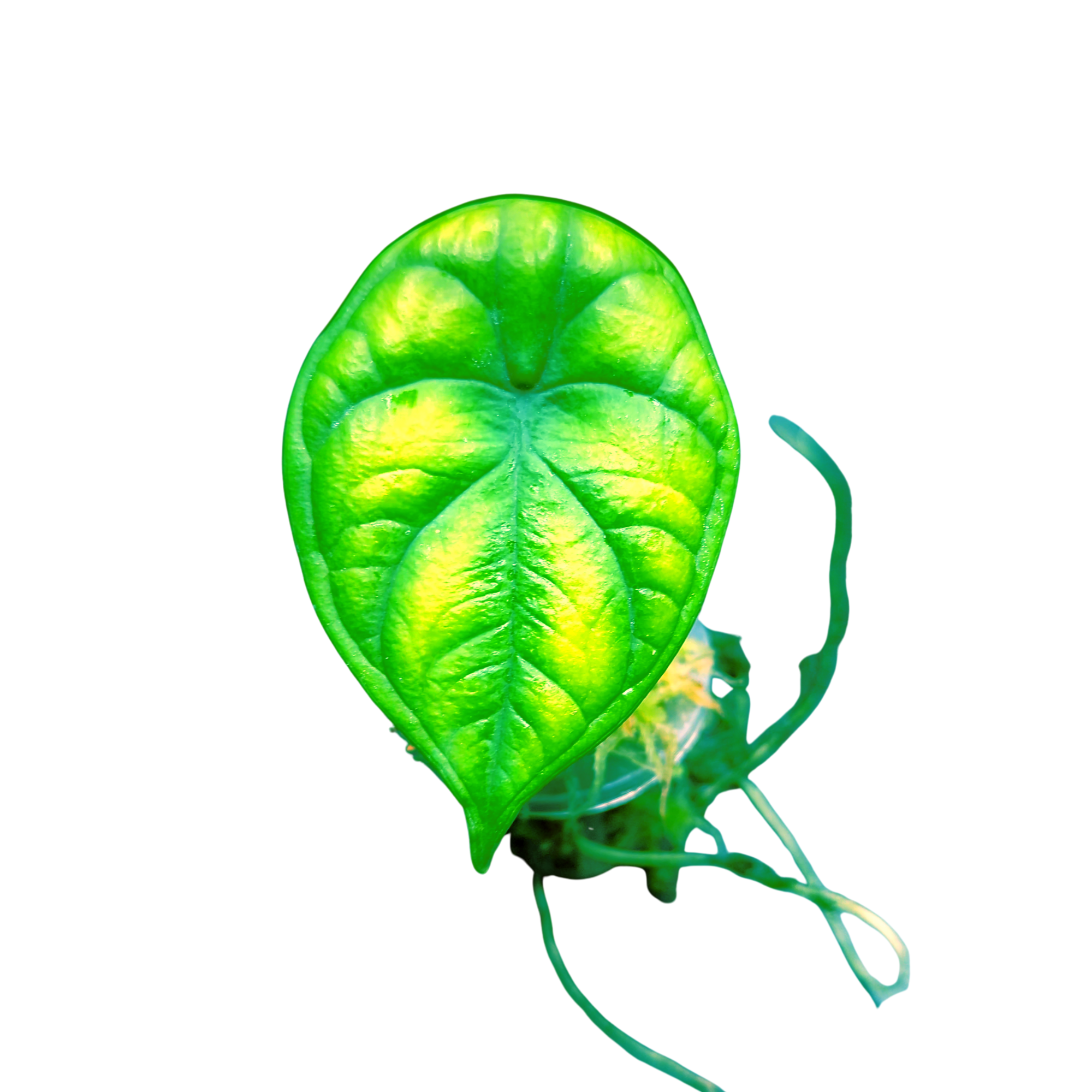 Baby Alocasia baginda Aegis + selbstbewässernder Übertopf