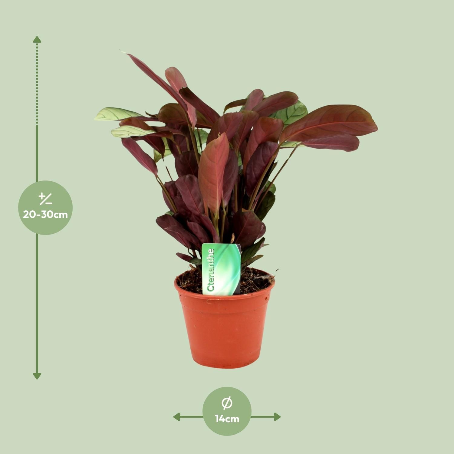 Ctenanthe Amagris Zimmerpflanze