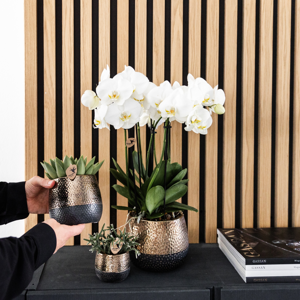 COMBI DEAL 2 weiße Phalaenopsis Orchideen – Ø12cm Topf – blühende Zimmerpflanze