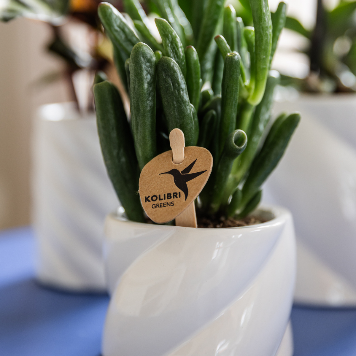 Crassula Hobbit Sukkulente grüne Zimmerpflanze