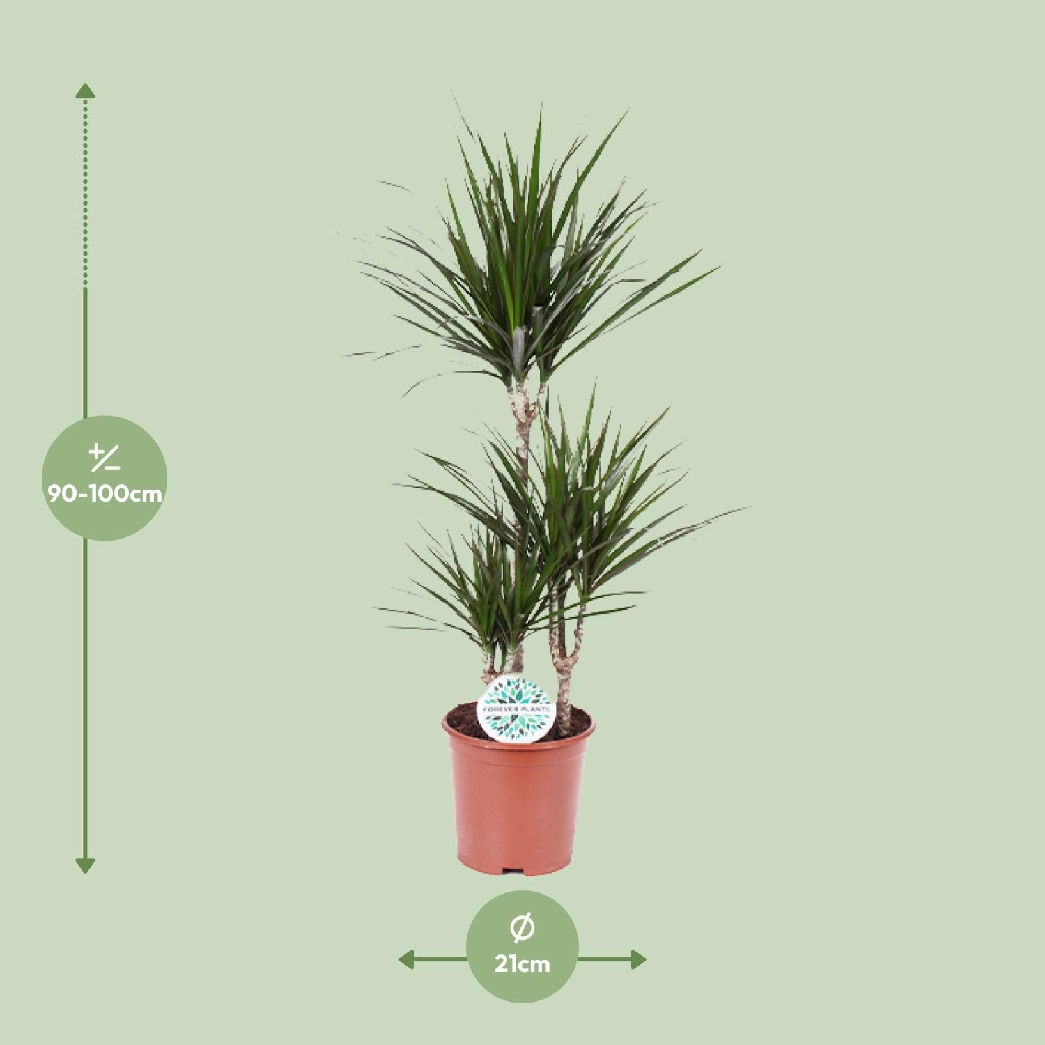 Dracaena Marginata Drachenbaum