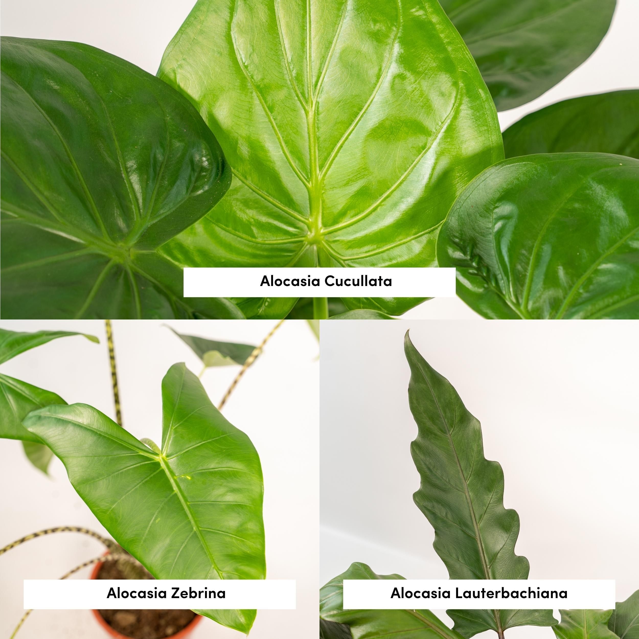 Alocasia Zebrina Zimmerpflanzen-Set