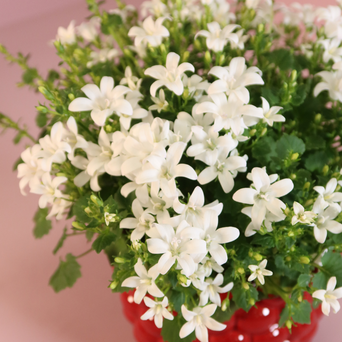 2x Campanula Addenda Ambella White – Winterhart – Staude im Dekotopf