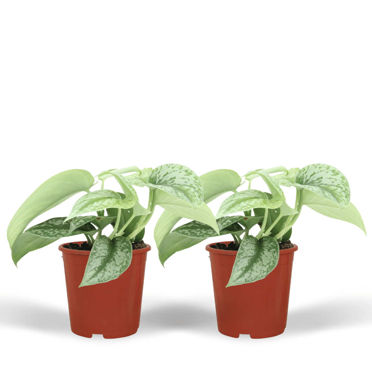 Scindapsus Pictus Trebie Zimmerpflanze
