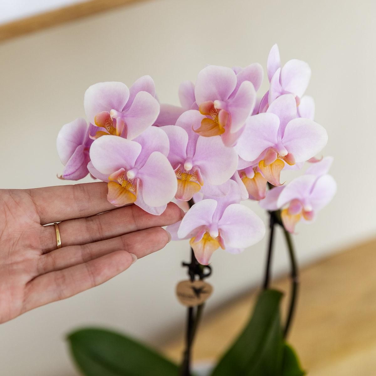 Phalaenopsis Orchidee Rosa – Blühende Zimmerpflanze