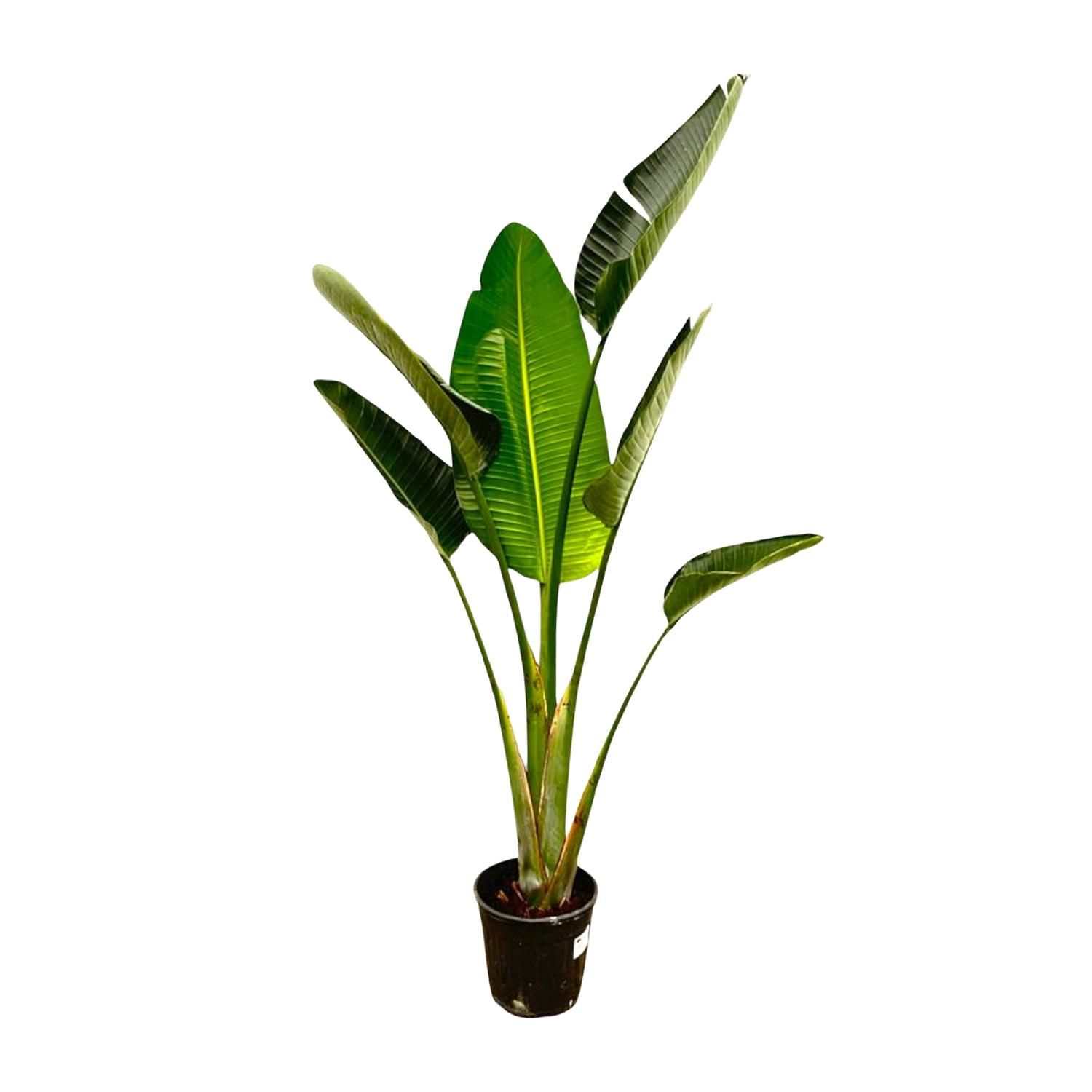 Strelitzia Augusta - Weiße Paradiesvogelpflanze