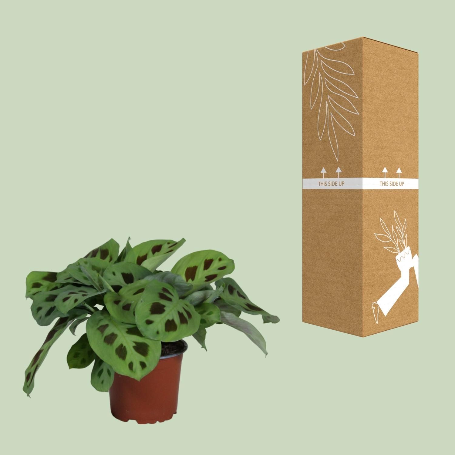 Maranta Leuconeura Kerchoveana Zimmerpflanze