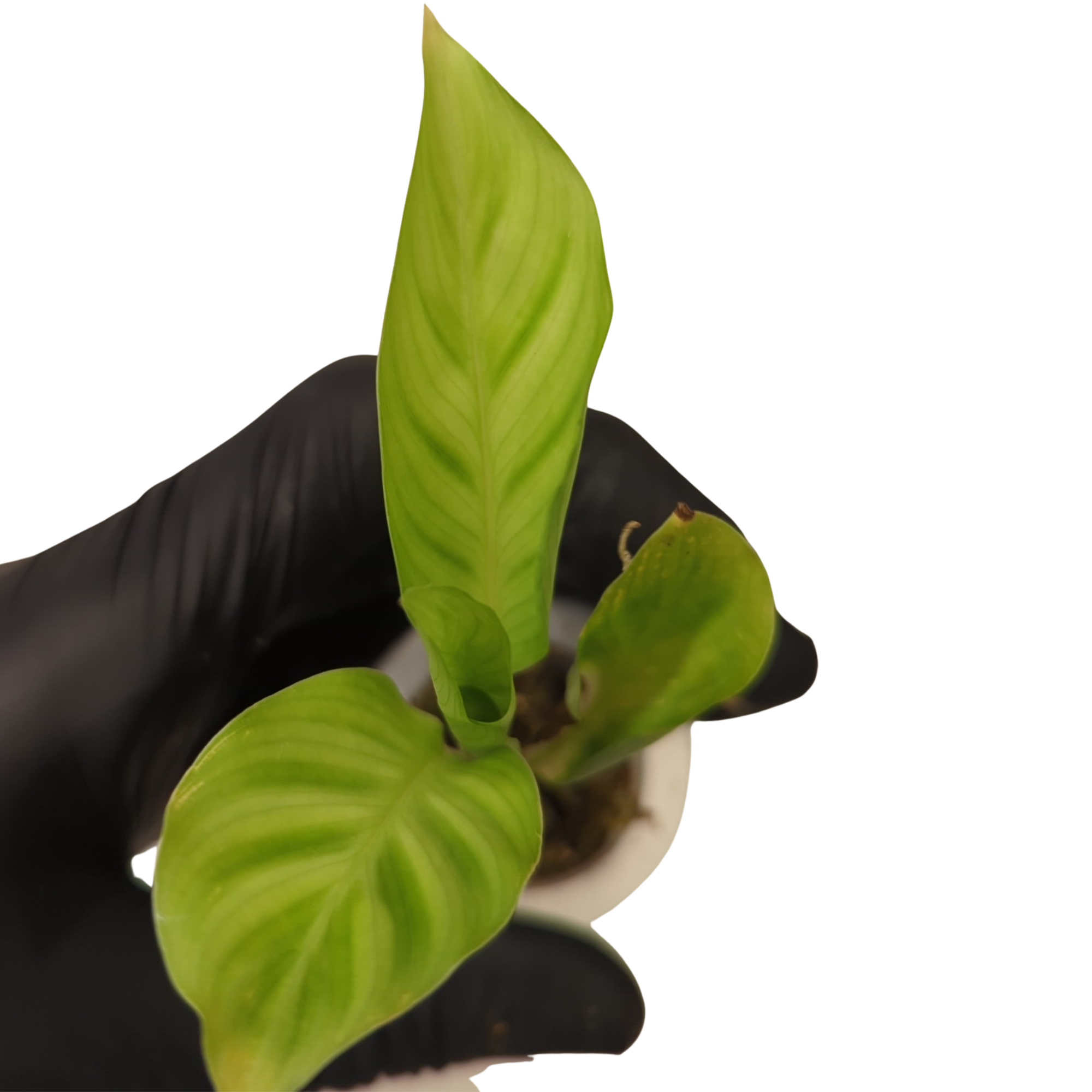 Baby Calathea zebrina + selbstbewässernder Übertopf