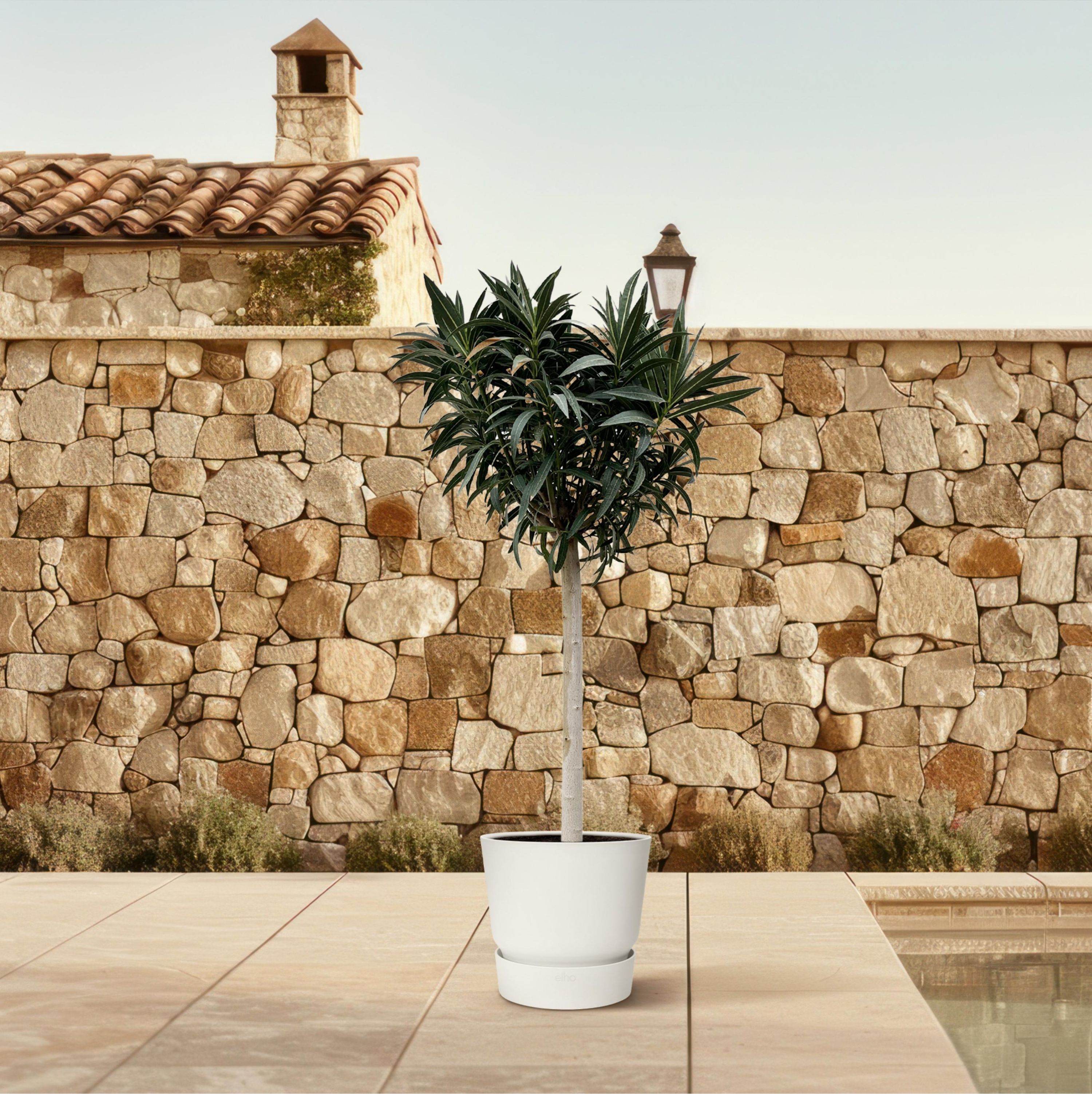 Nerium Oleander Stamm mit rosa Blüte