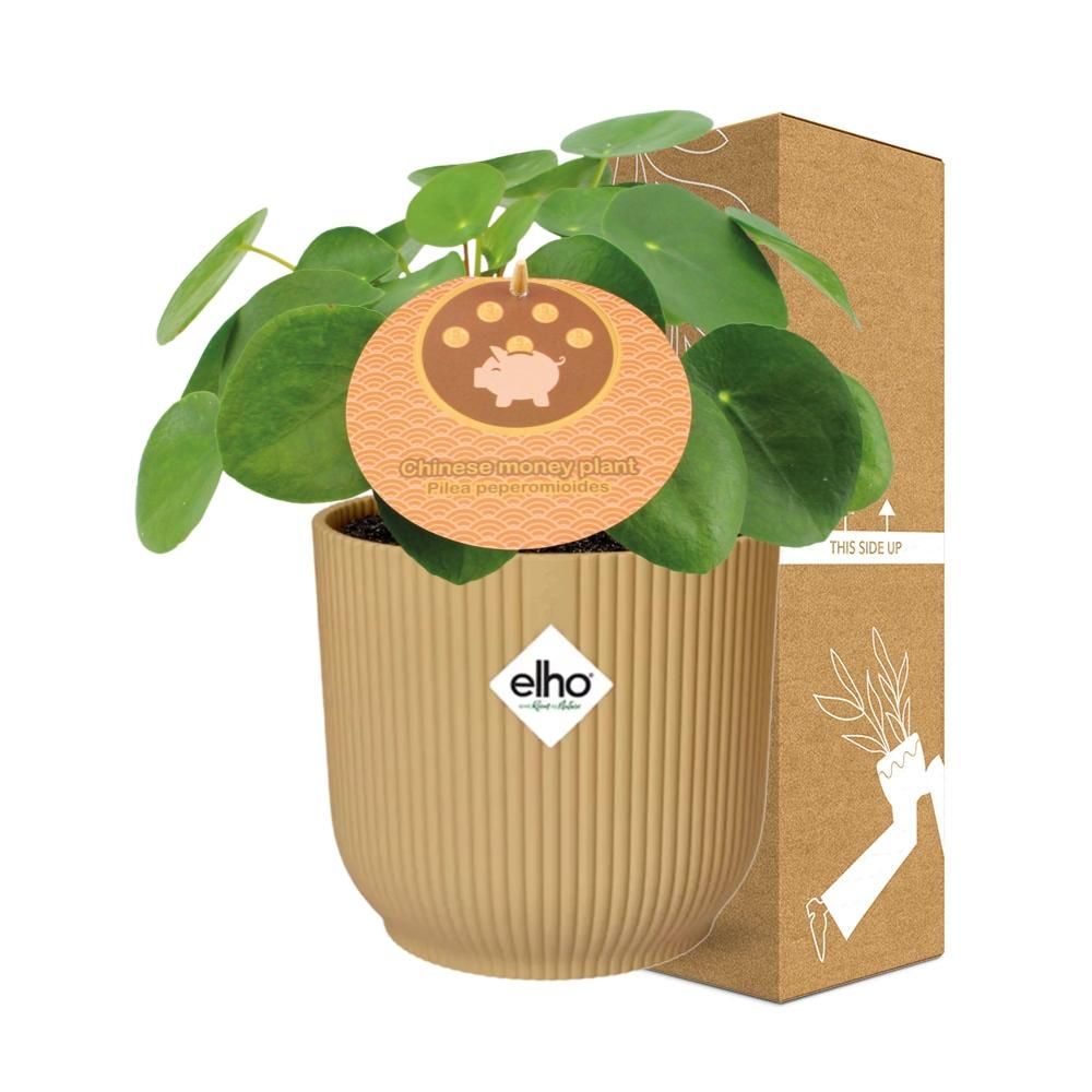 Pilea Peperomioides Zimmerpflanze im ELHO Vibes Fold Übertopf
