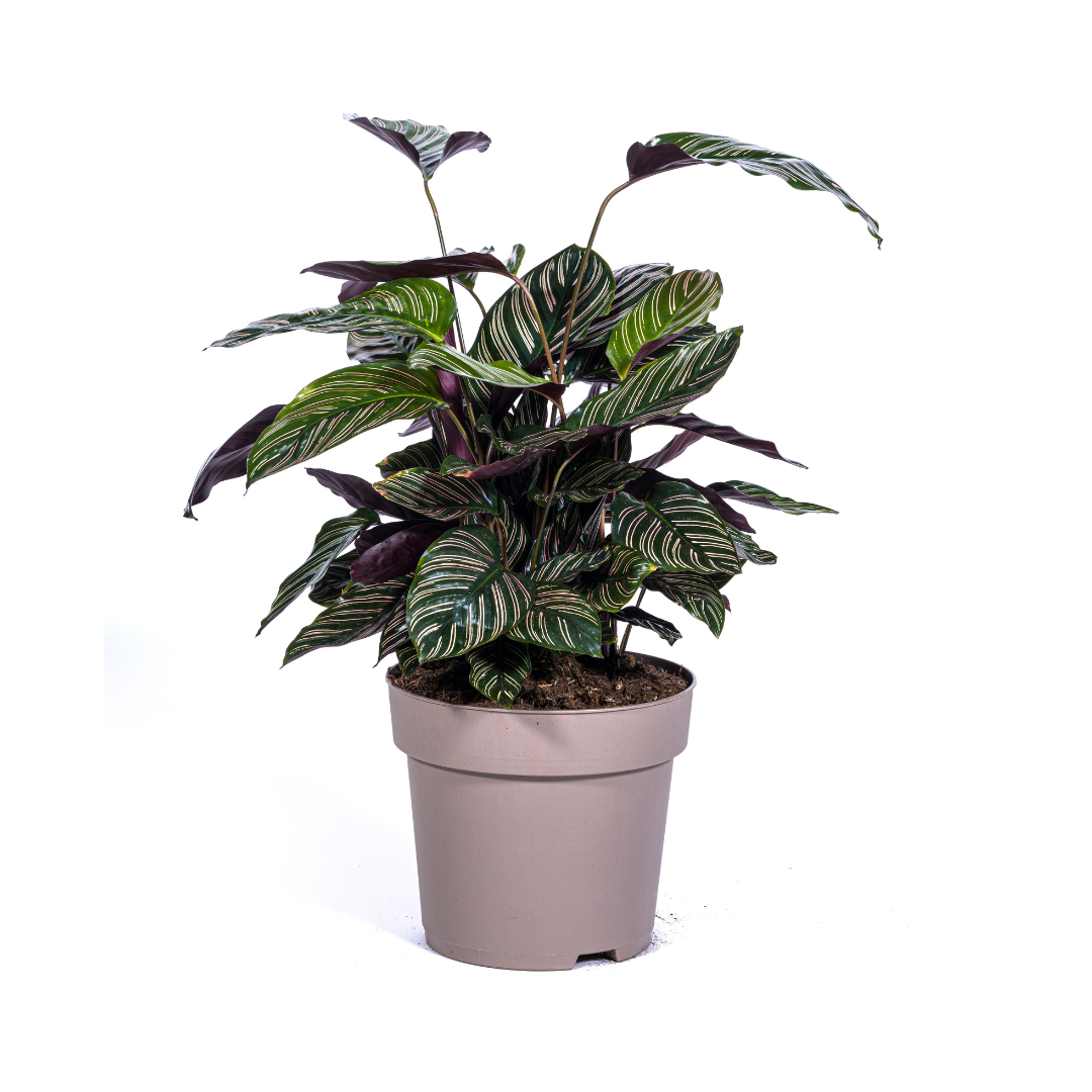 Calathea Ornata Sanderiana Ø27cm – Gestreifte Blätter