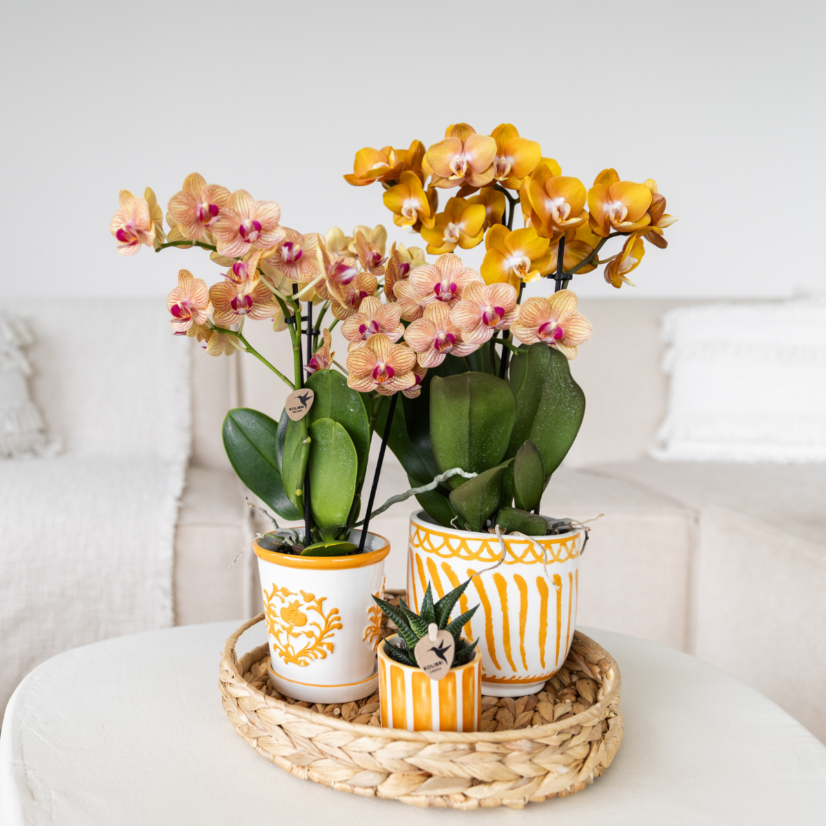 Phalaenopsis Orchidee Orange Multiflora