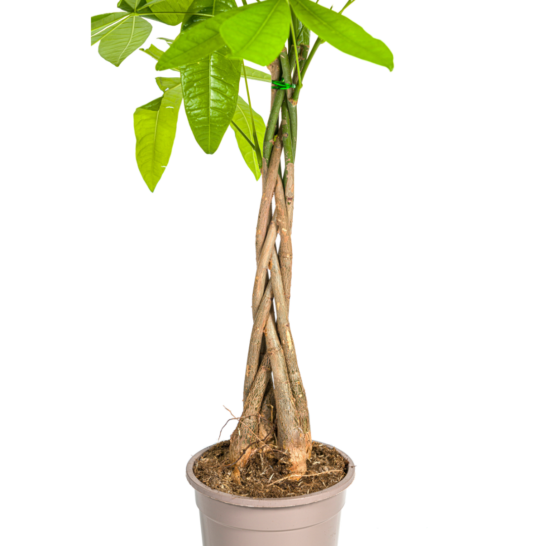 Pachira Aquatica Ø19cm – ca. 70–90cm hoch – Glückskastanie