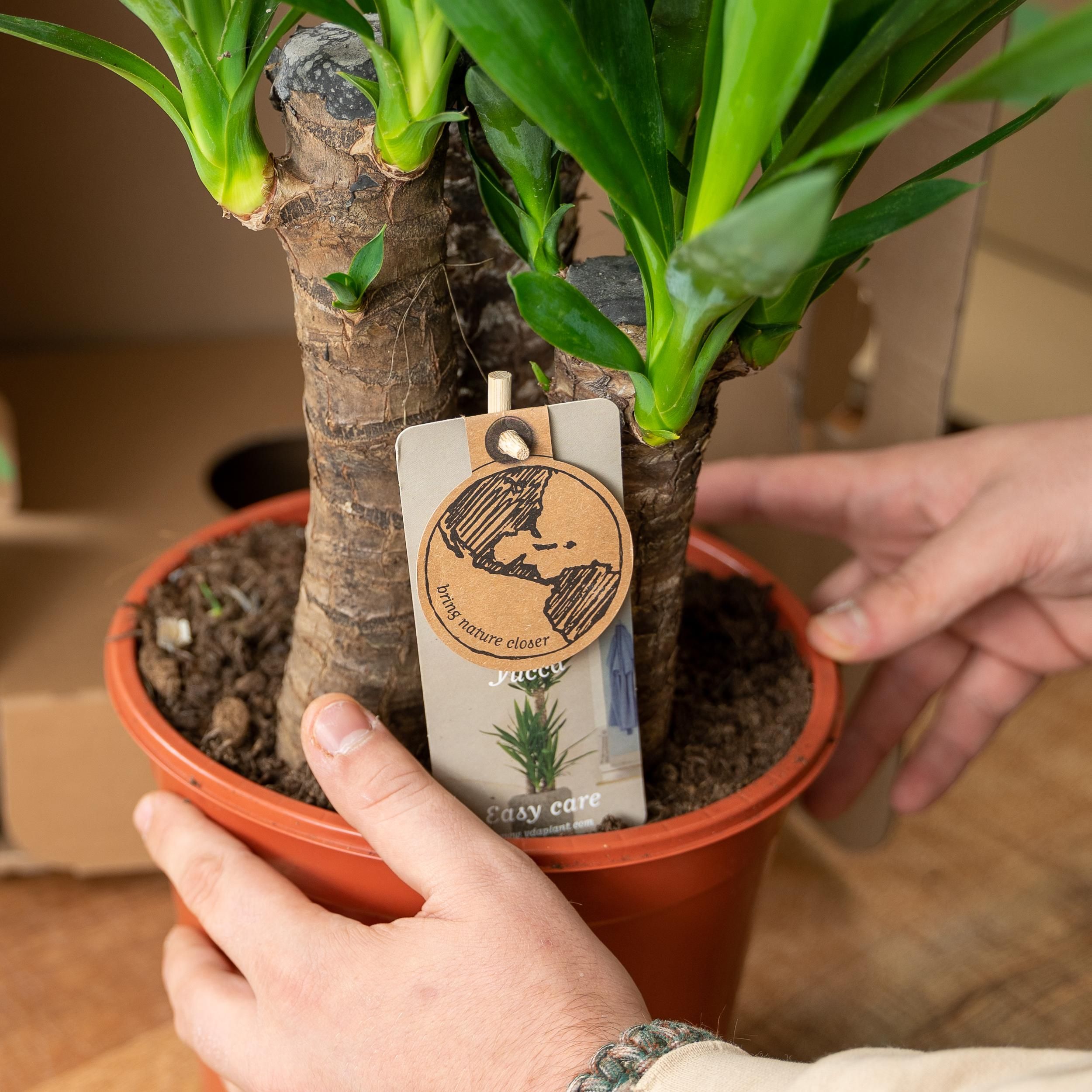 Yucca Elephantipes Zimmerpflanze im Doppelset