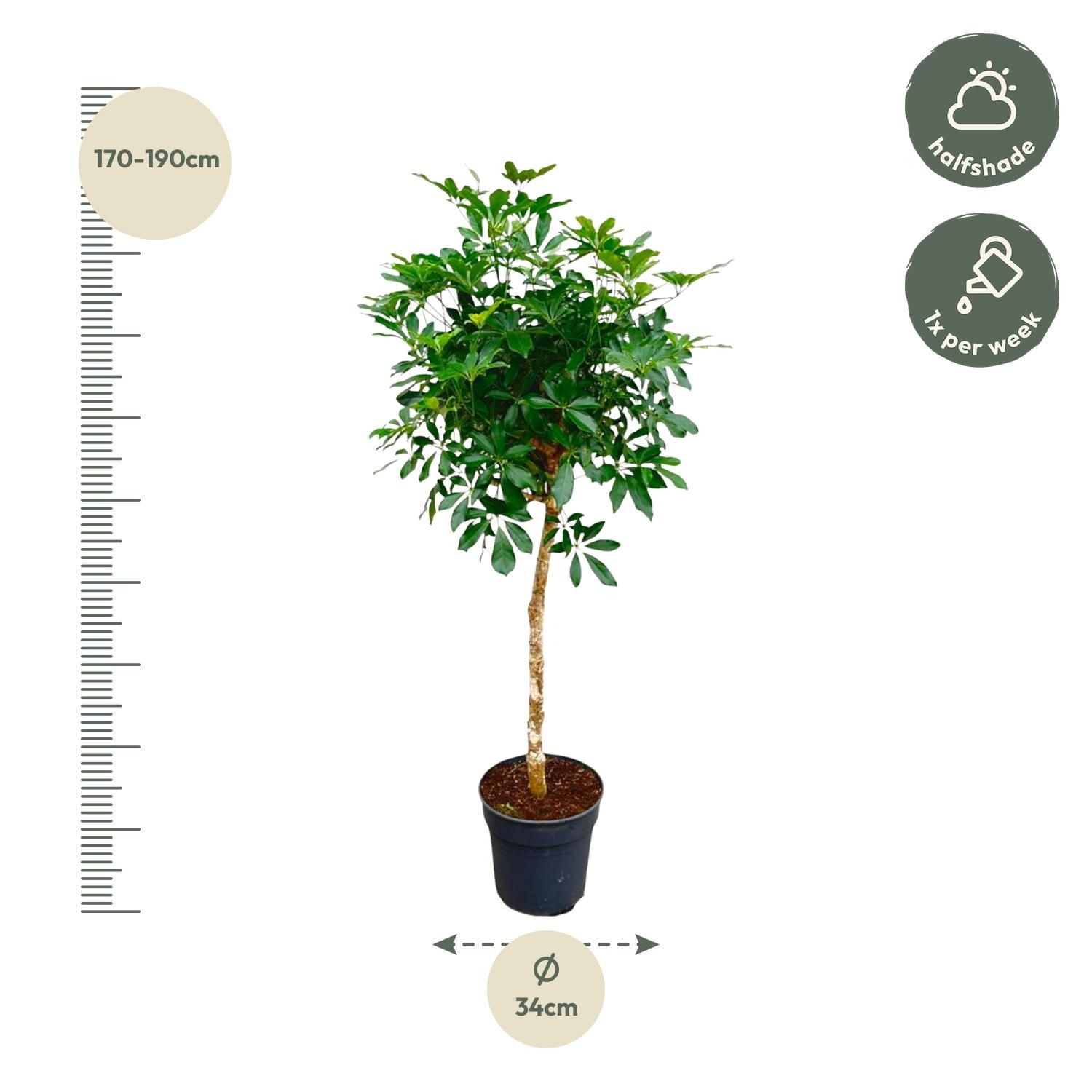 Schefflera Strahlenaralie mit Stamm