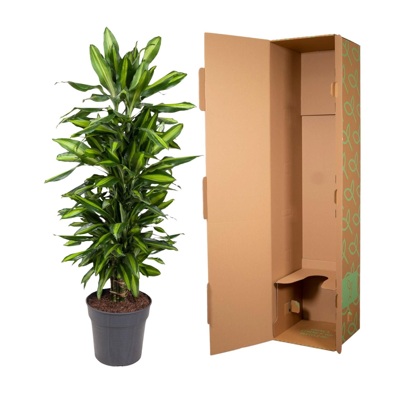 Dracaena Cintho – dekorative Zimmerpflanze mit langen Blättern