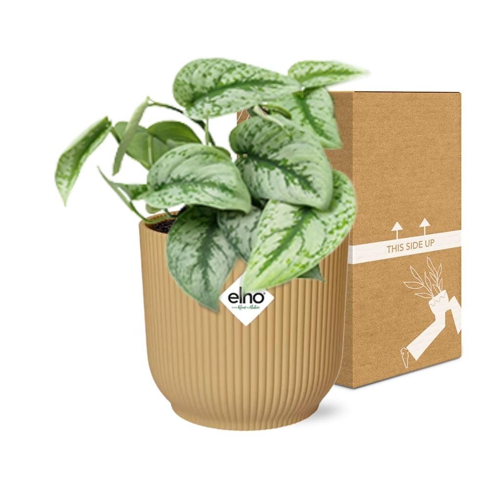 Scindapsus Pictus 'Trebie' Pflanze