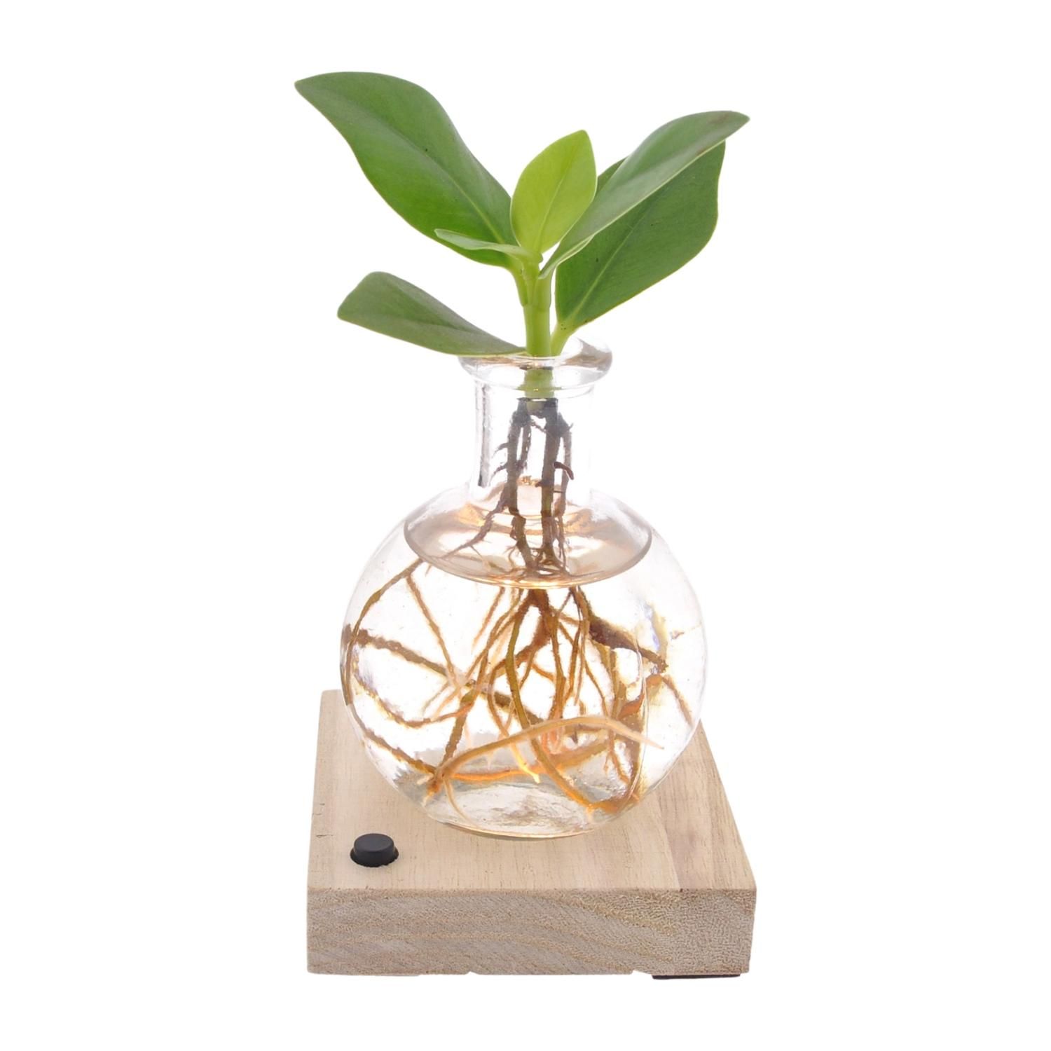 Clusia Autograph Baum Zimmerpflanze