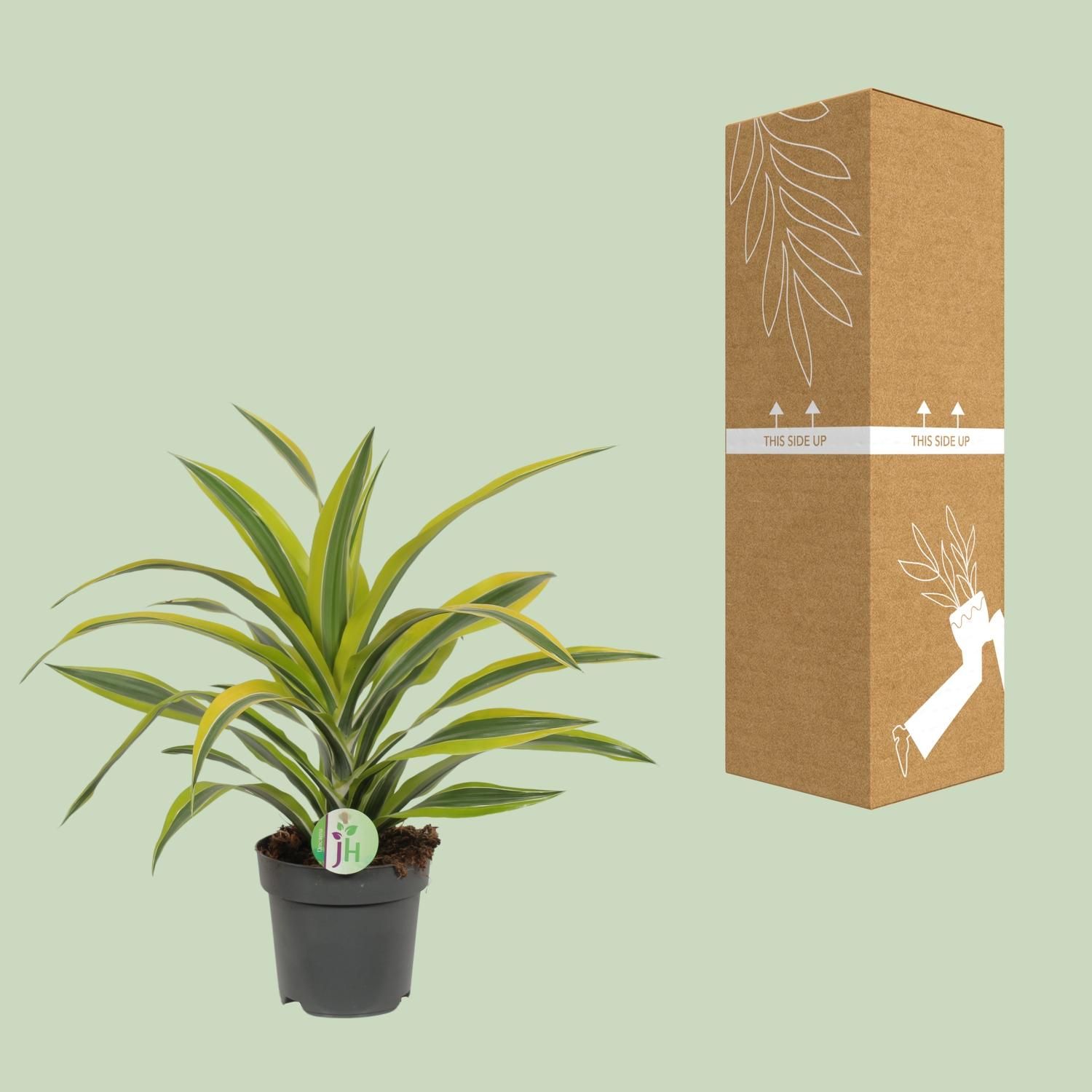 Dracaena Fragrans Lemon Lime Zimmerpflanze