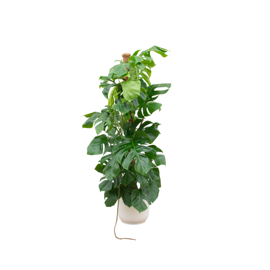 Monstera Pertusum XL mit elho Vibes Fold Round Übertopf