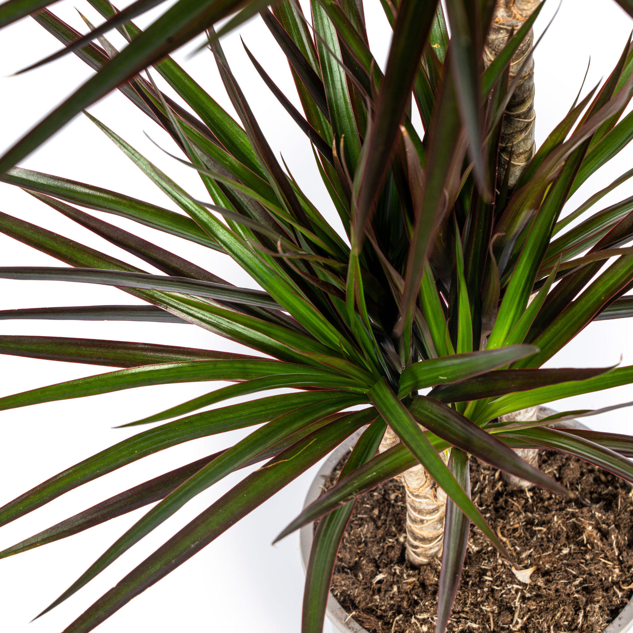 Dracaena Marginata Magenta – Robuste Zimmerpflanze – 130-150cm hoch