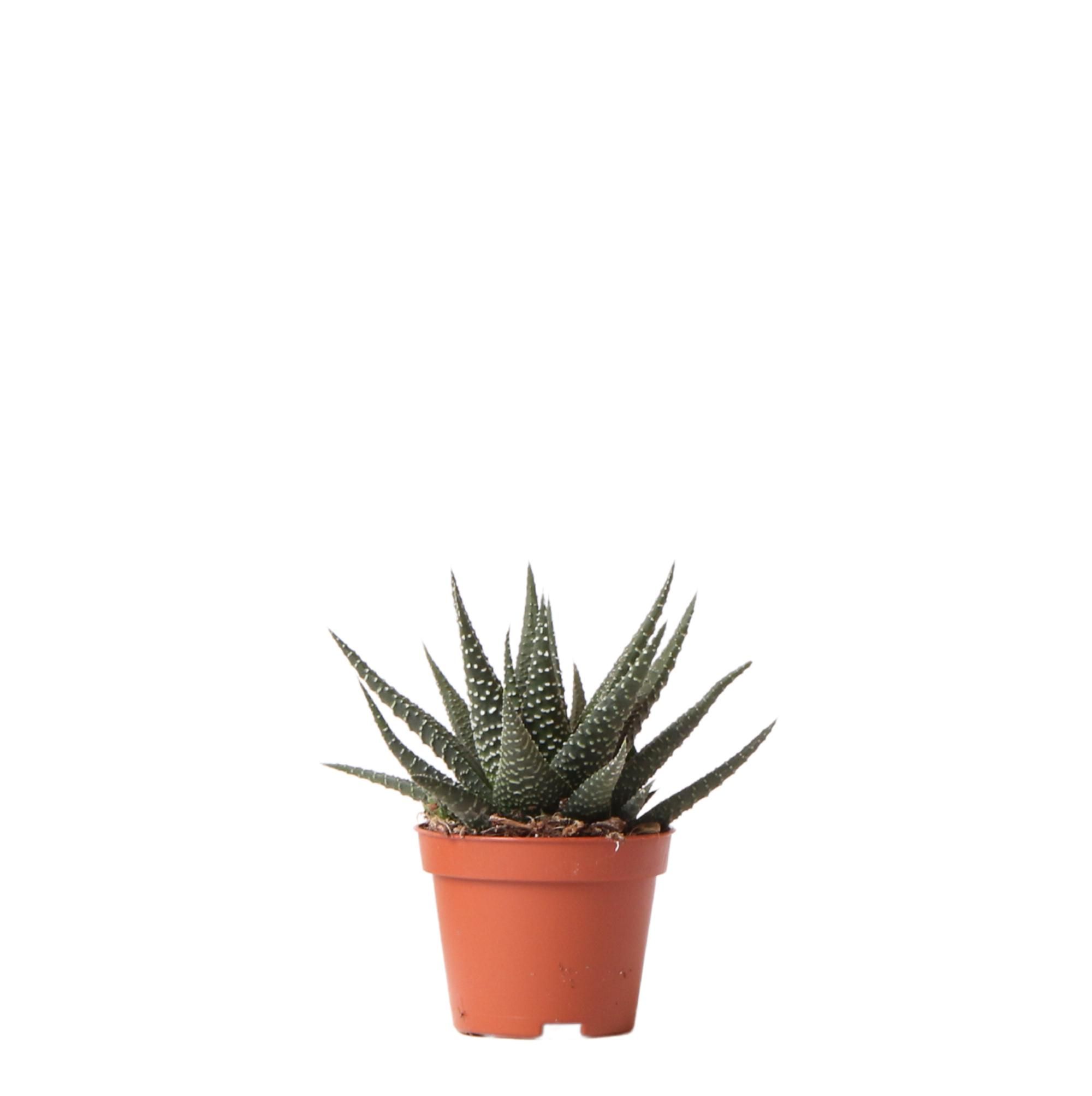 Haworthia Royal Highness Sukkulente Zimmerpflanze