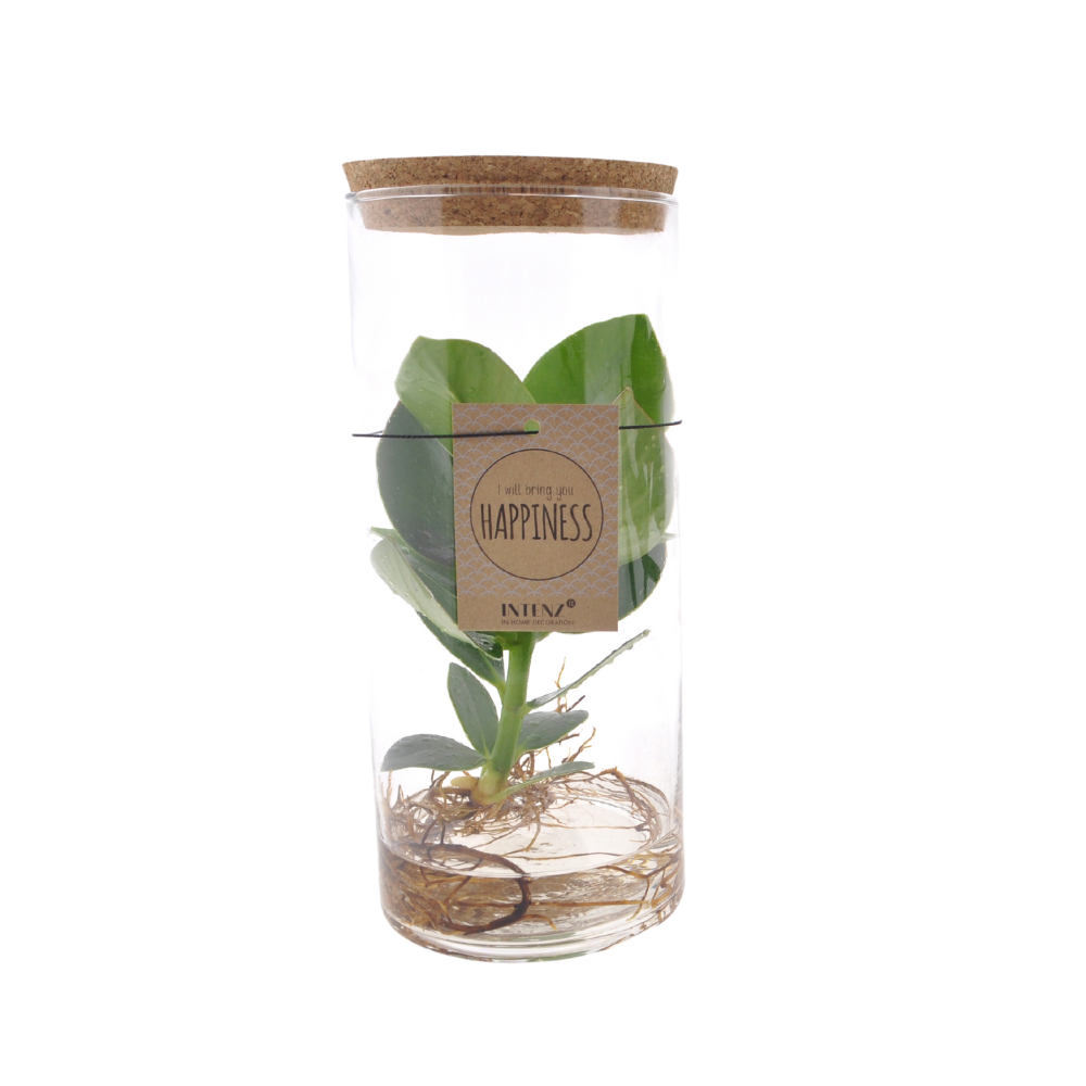 Clusia Hydroponie Pflanze im Glas