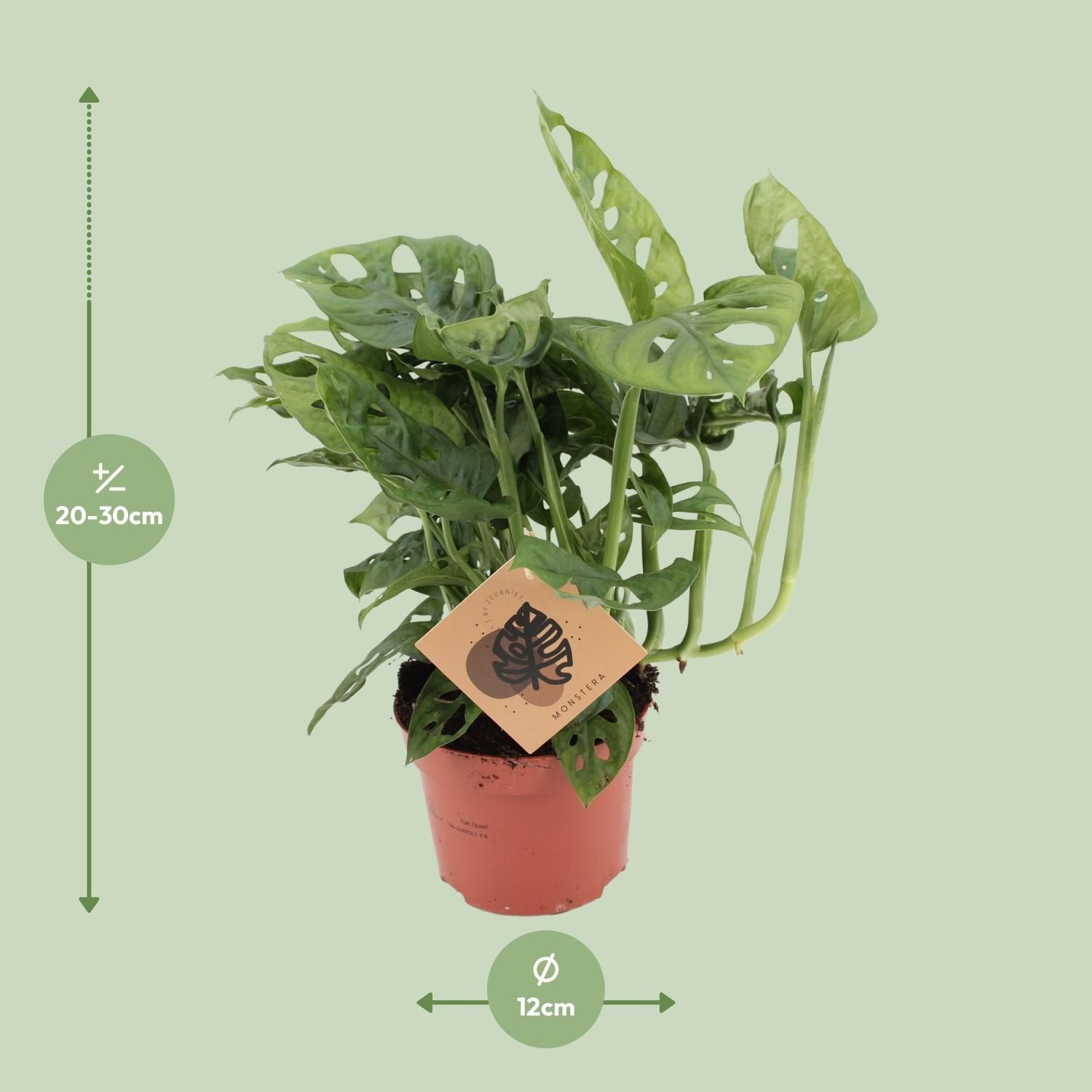 Monstera Monkey Elegante Zimmerpflanze