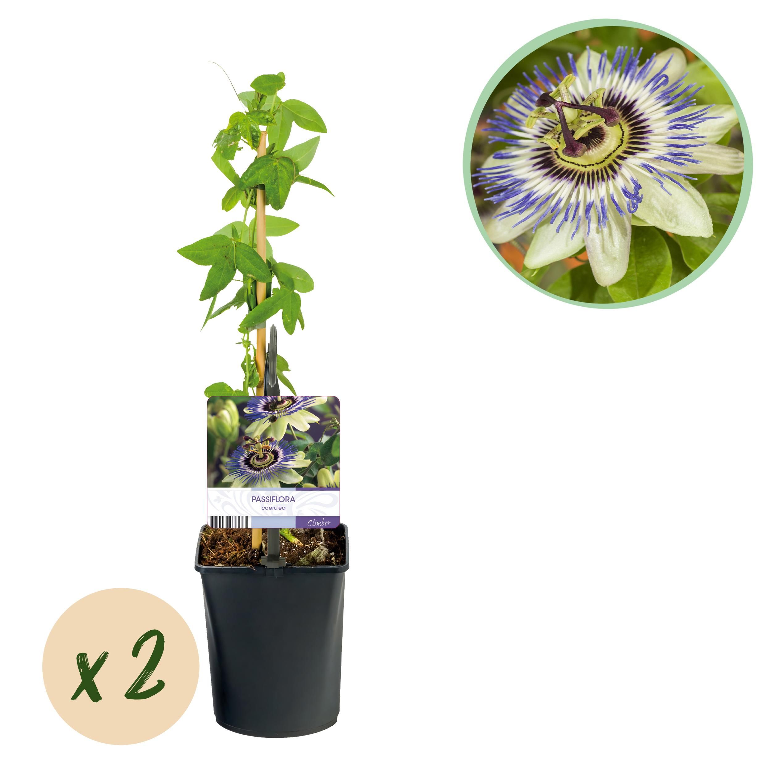 Passionsblume Passiflora caerulea – Blaue Blüte – Pflegeleicht – 2 Pflanzen