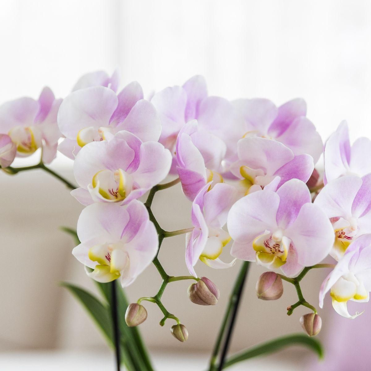 Pflanzenset 'Candy' – Rosa Phalaenopsis Orchidee | Sukkulente | Keramik-Töpfe