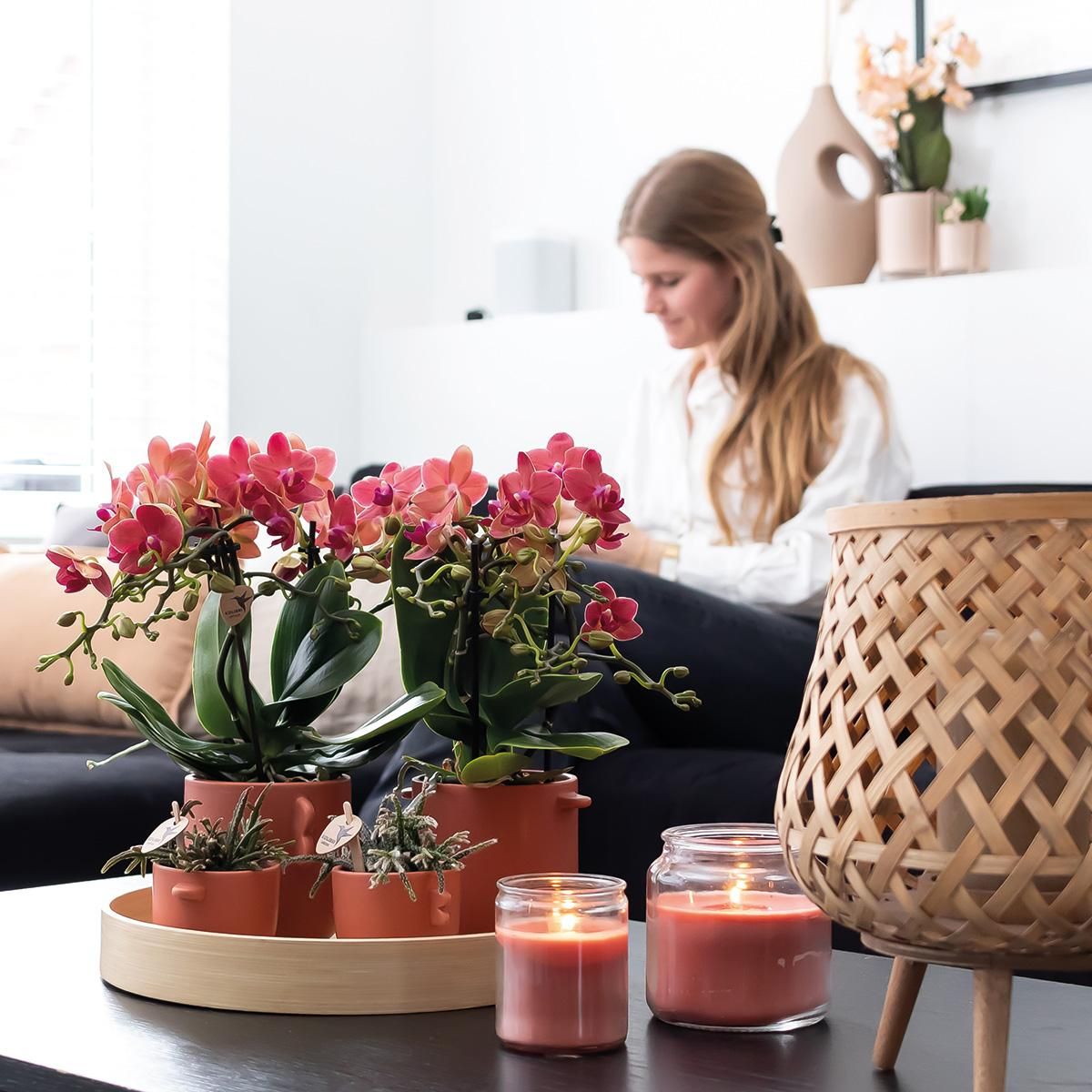 Phalaenopsis Orchidee Kongo Rot im 2er Set