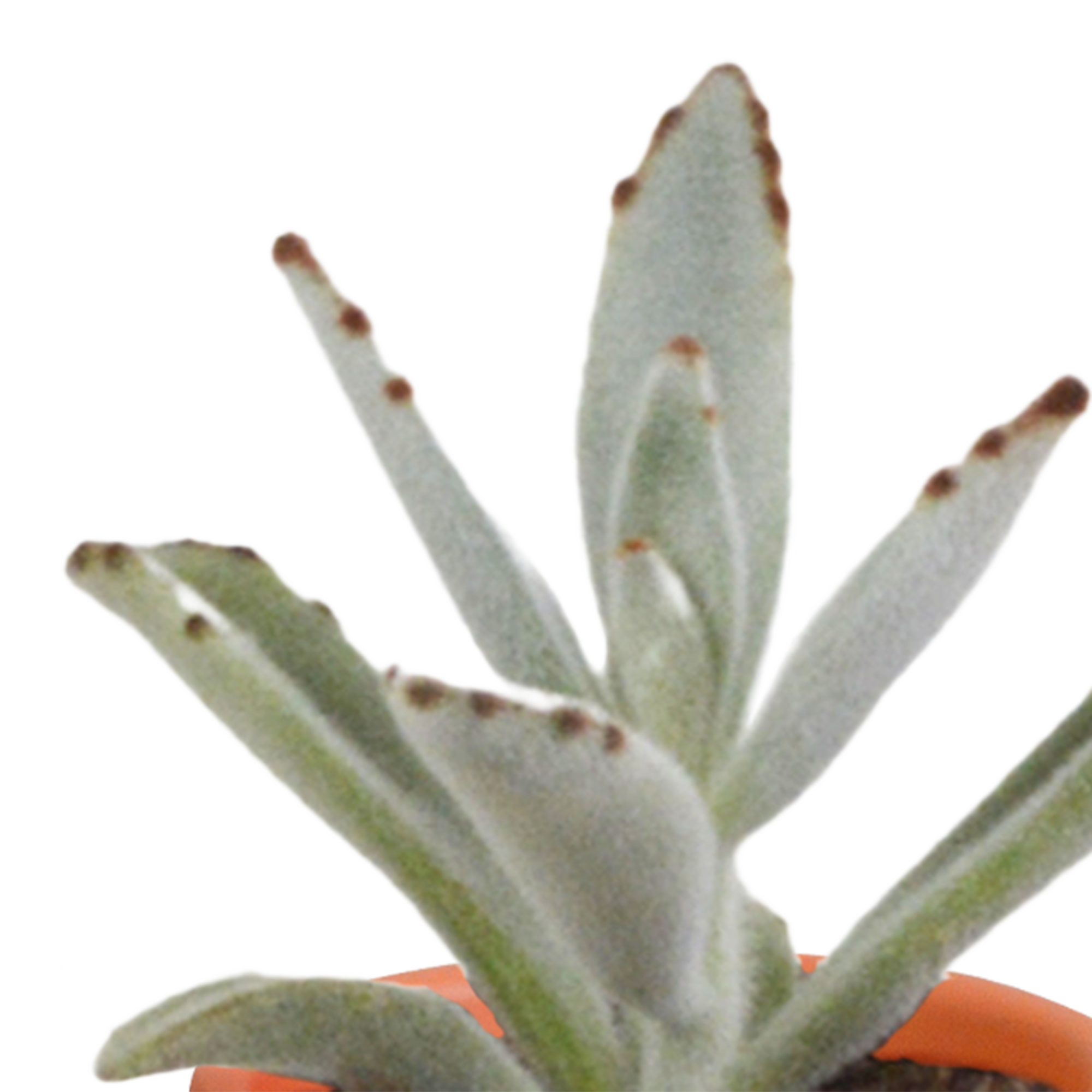 Bunte Cactus und Sukkulenten Mischung in Terrakotta