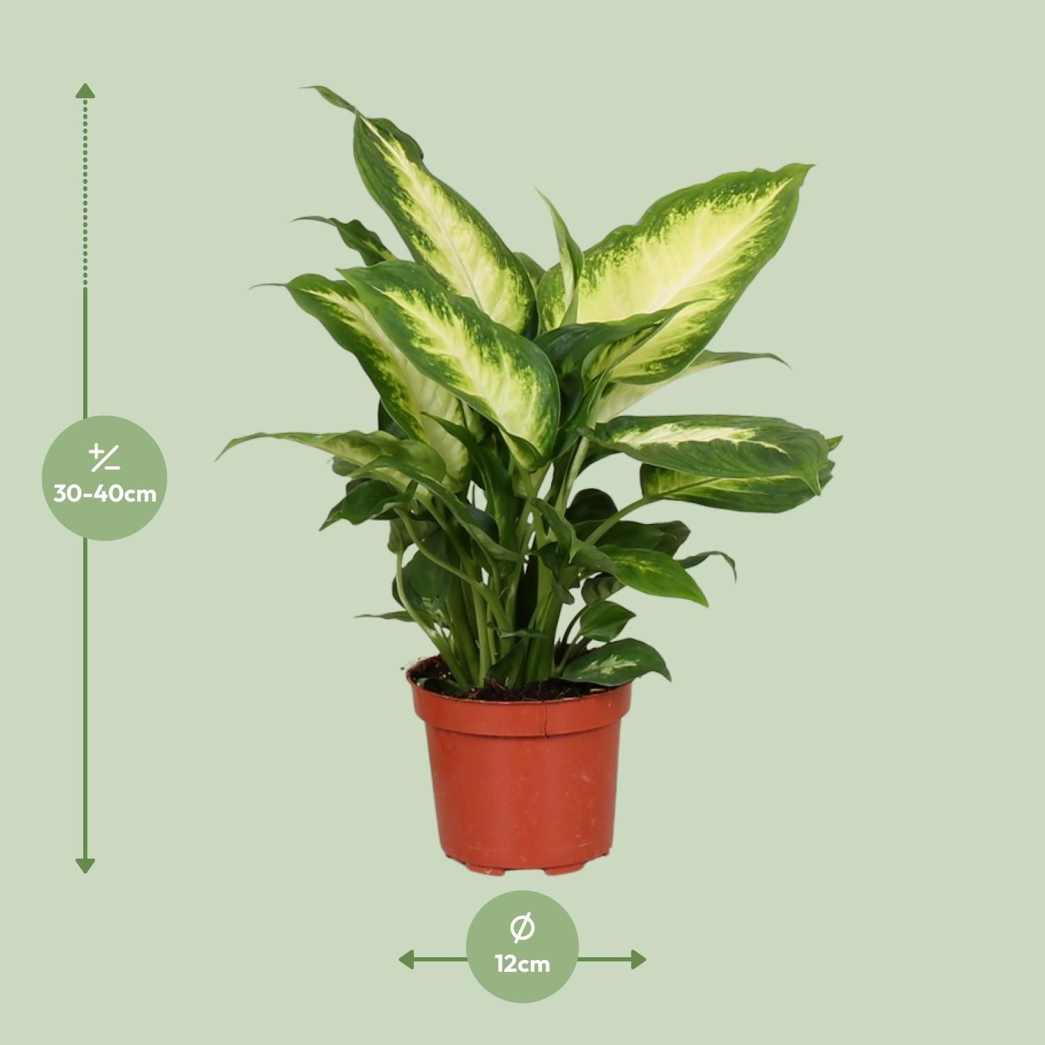 Dieffenbachia Camilla Zimmerpflanze