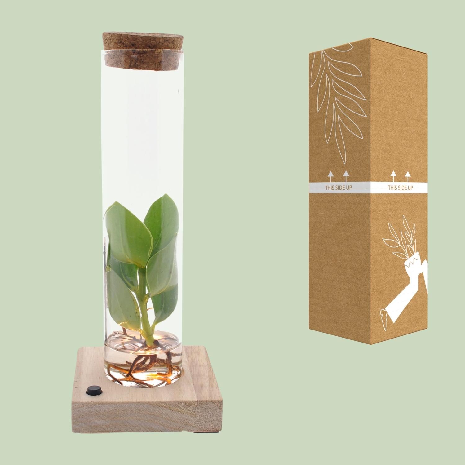 Clusia Hydroponie Pflanze in Glas mit LED