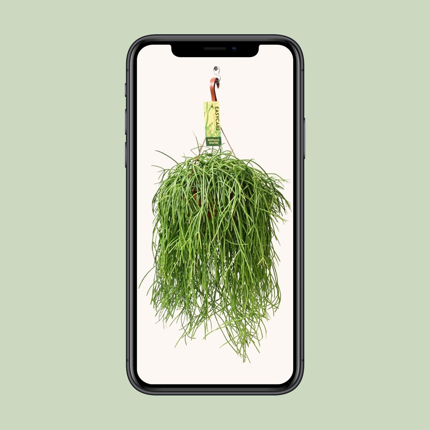 Rhipsalis Baccifera Shaferi Zimmerpflanze